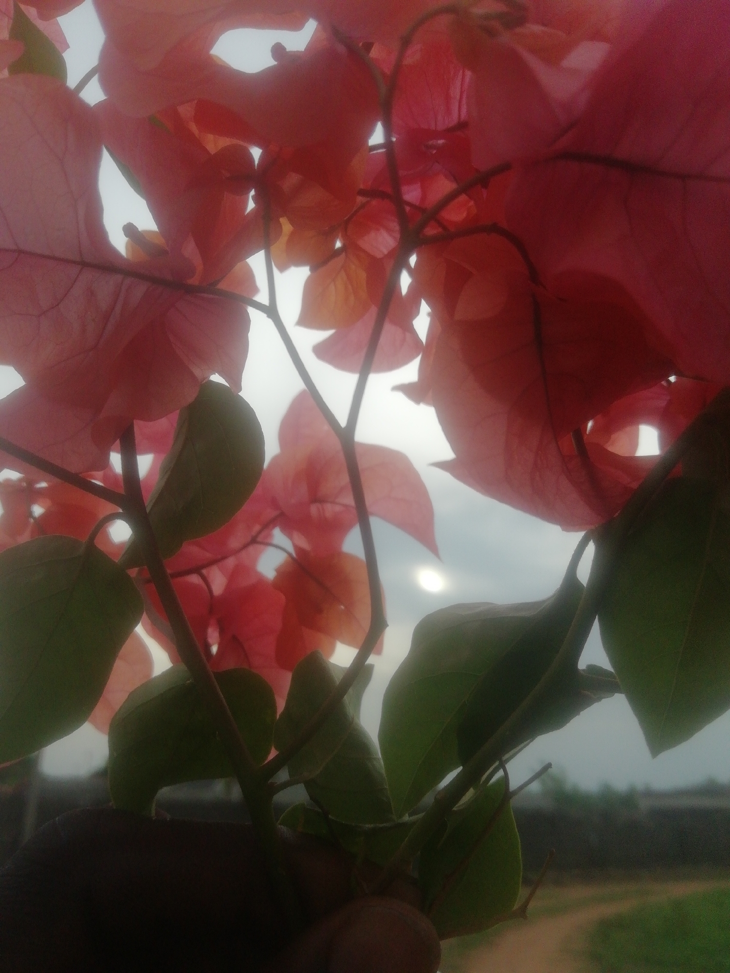 The image shows a close-up of bougainvillea flowers with green leaves against a bright sky. The location appears to be outdoors in Unknown, Unknown. The bougainvillea flowers are predominantly red, and their arrangement suggests they are part of a bush or tree. The sun is visible through the flowers and leaves. In the background, there is a blurry view of some greenery and possibly a building or structure. A hand holding the flowers can be seen at the bottom left of the image.
