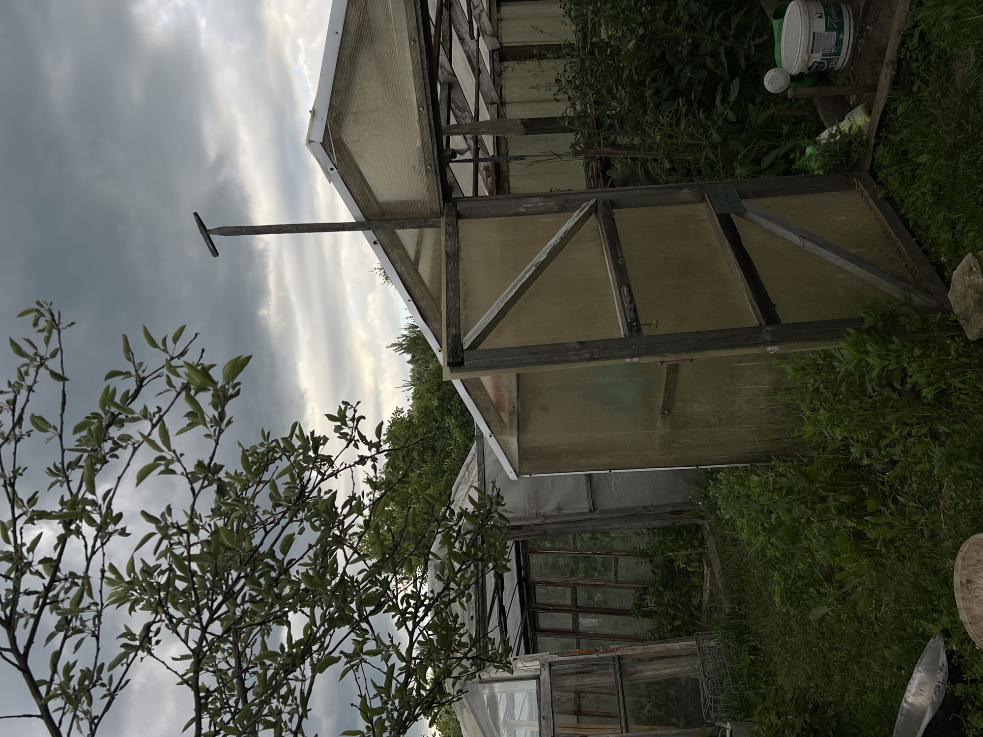 This image depicts an outdoor scene, likely in Afanasyevo, Russia. The primary subjects are a weathered greenhouse structure with wooden framing and translucent paneling, and lush green foliage surrounding it. A tree with delicate branches and leaves occupies the foreground on the left. The sky above is overcast with dramatic, textured clouds, suggesting a somber or impending weather event.
The greenhouse appears to be constructed with a mix of materials, including wood and what looks like polycarbonate sheeting. One section of the greenhouse has an open door or panel, revealing internal wooden frames and glass panes. A metal pole with a horizontal crossbar extends from the greenhouse structure into the sky. In the background, partially obscured by vegetation, is another section of a greenhouse or similar structure with wooden window frames.
Notable details include a white plastic bucket and a green watering can with a white ball on top, positioned on the ground near the greenhouse. The overall impression is one of a rural or garden setting, possibly during late summer or early autumn given the foliage. The lighting, due to the cloudy sky, is diffused and somewhat dim, suggesting it is either early morning, late afternoon, or a heavily overcast day. There is no visible human activity in the image. The mood is somewhat melancholic, evoked by the dark clouds and the aged appearance of the greenhouse. No discernible text is visible in the image, other than possibly on the label of the white bucket which is not clearly legible.