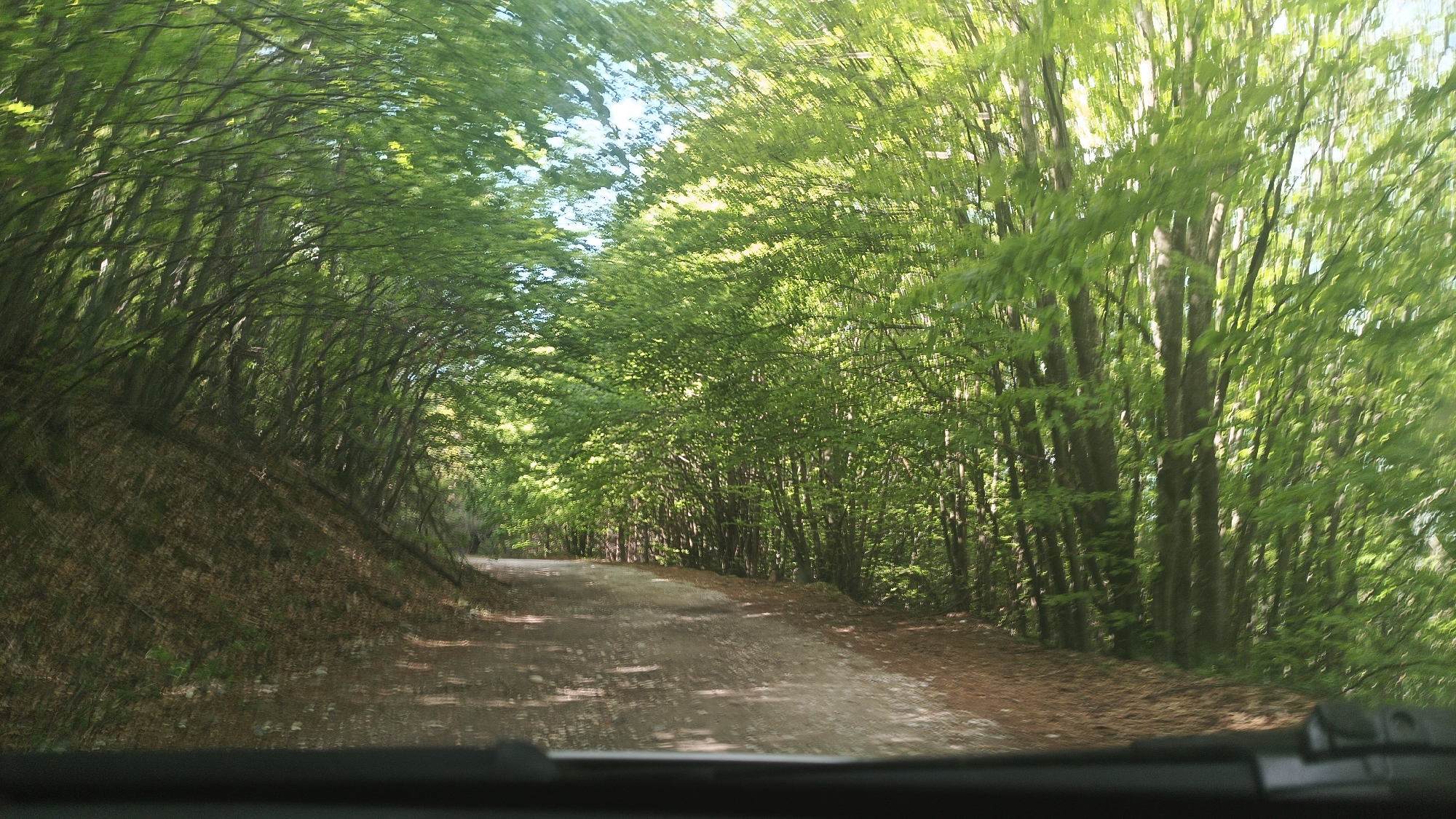 The image shows a dirt road winding through a dense forest. The road is unpaved and appears to be covered in patches of light and shadow, likely cast by the trees overhead. The trees line both sides of the road, creating a tunnel-like effect with their canopy. The forest is dense with green foliage, suggesting a lush environment. The left side of the road features a slope covered in dead leaves. The image seems to have been taken from inside a vehicle, as the lower portion of the frame shows the dashboard. The location is likely in the vicinity of Vrata, Bulgaria, based on the prompt's context, although this cannot be definitively determined from the image itself. No people or animals are visible.