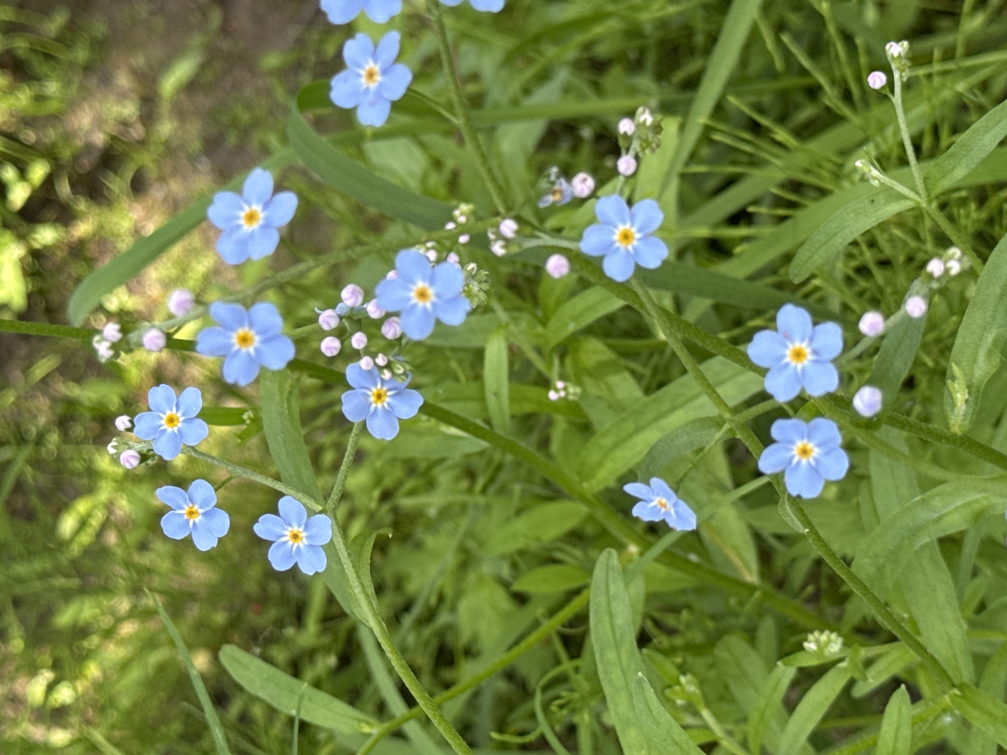 This media file features a close-up view of several small, light blue forget-me-not flowers with yellow centers, growing amongst green foliage. The flowers are the primary subjects, with many individual blooms visible at various stages of opening, along with some tiny pink buds. The setting is natural, likely outdoors, with blurred green grass and vegetation in the background, suggesting a garden or meadow. The lighting appears to be natural daylight, possibly mid-morning or afternoon, with soft shadows and highlights indicating a bright day. There are no people or man-made objects visible in the frame. The overall impression is one of natural beauty and tranquility, focusing on the delicate details of the wildflowers. The location context provided is Kuznechnoye, Russia.
