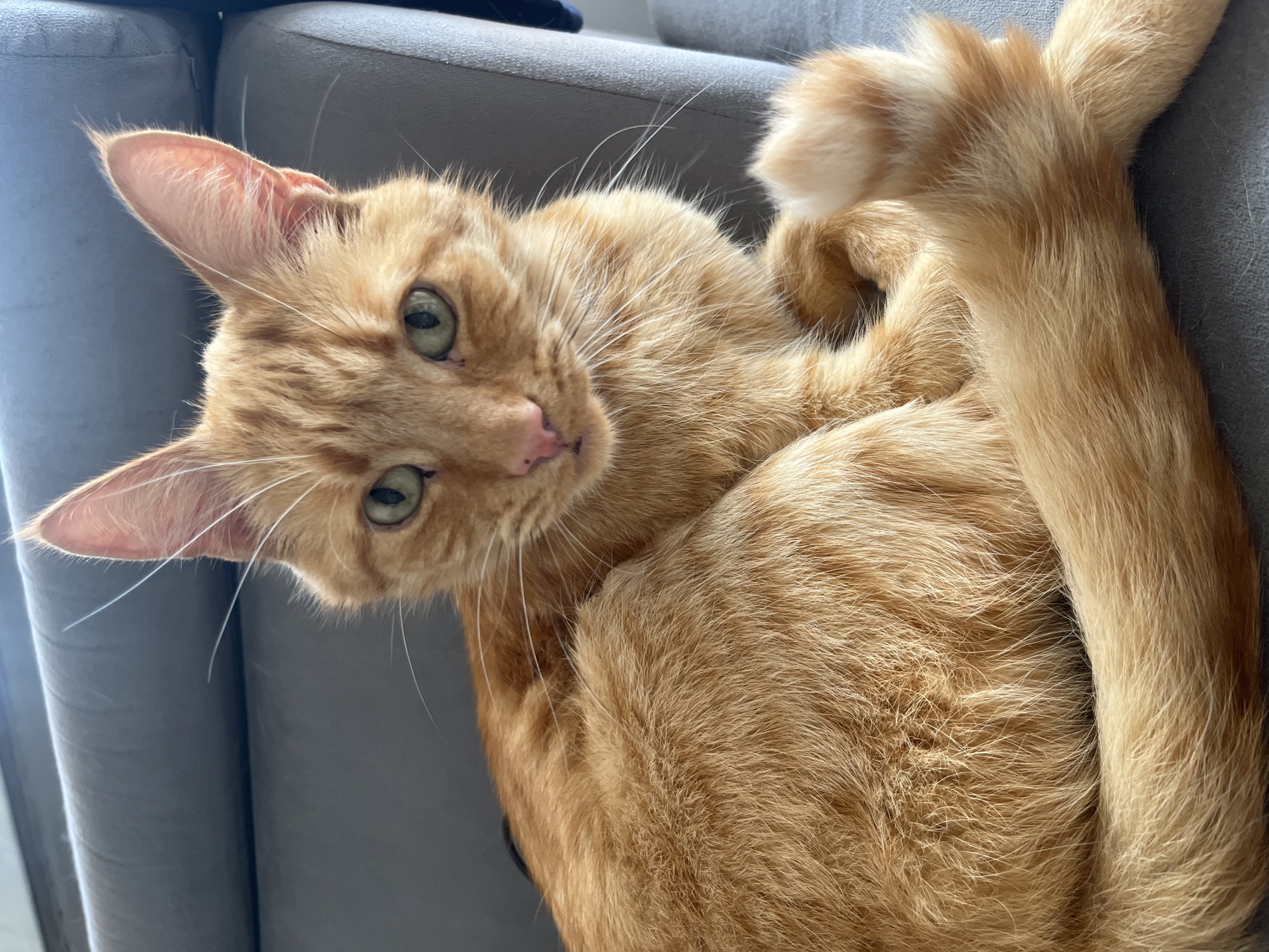 An orange tabby cat with green eyes is curled up on a gray sofa. The cat is facing the camera and its tail is wrapped around its body. The background is slightly out of focus. The image was taken indoors, and there are no people or other animals visible. The location is a domestic setting in Zabrze, Poland.