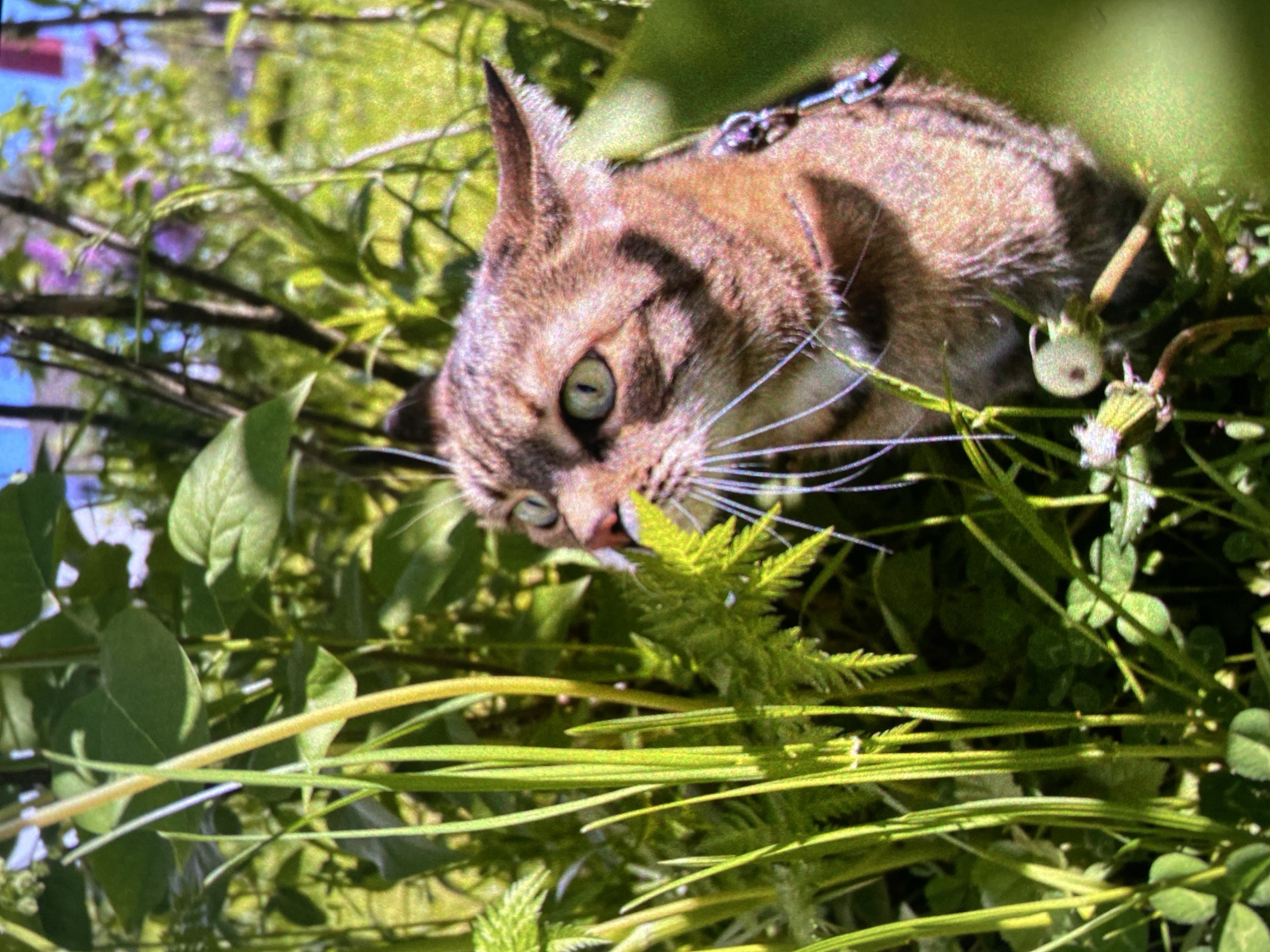 A cat with a brown, tabby-striped coat and green eyes is partially obscured by lush green foliage. The cat wears a dark-colored collar or harness. The plants appear to be a mix of grass, clover, and other leafy vegetation. The environment is brightly lit, suggesting an outdoor, daytime scene. There's a hint of blue sky visible in the upper left corner. Without further information, it is not possible to confirm that this image was taken in Saint Petersburg, Russia.