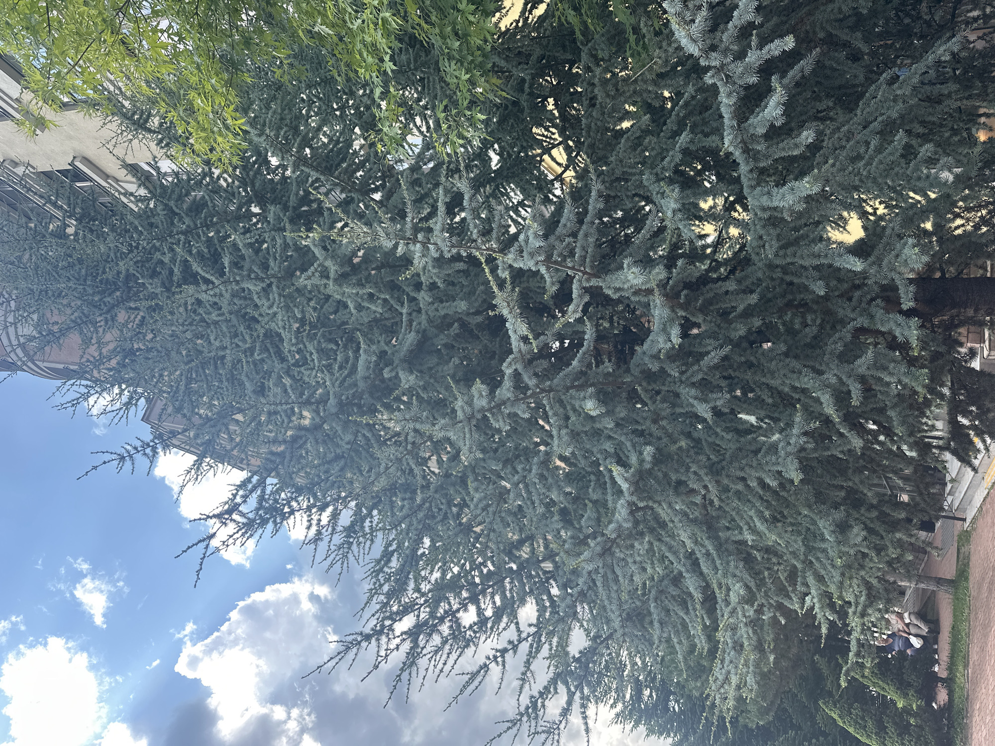 This is a full-frame, eye-level, outdoor, medium shot photograph taken on a sunny day in Estosadok, Russia. The image features a large, blue-tinged evergreen tree in the foreground, with its branches taking up a significant portion of the frame. In the background, a light-colored building with multiple windows is visible, partially obscured by the tree and a smaller, bright green leafy tree to the right. The sky above is a vibrant blue with scattered white and gray clouds, and sunlight rays are visible breaking through.
In the lower left of the frame, two individuals are seated on a low wall or bench. One person appears to be wearing a light-colored top and dark pants, while the other is wearing a darker colored dress or tunic. They are positioned next to a small, conical-shaped evergreen tree. The ground in the foreground is paved with reddish-brown bricks, and there are some patches of grass and smaller trees. Stairs leading up to the building can be seen on the right side of the image. The overall scene depicts a serene, urban park-like setting with elements of nature and architecture.