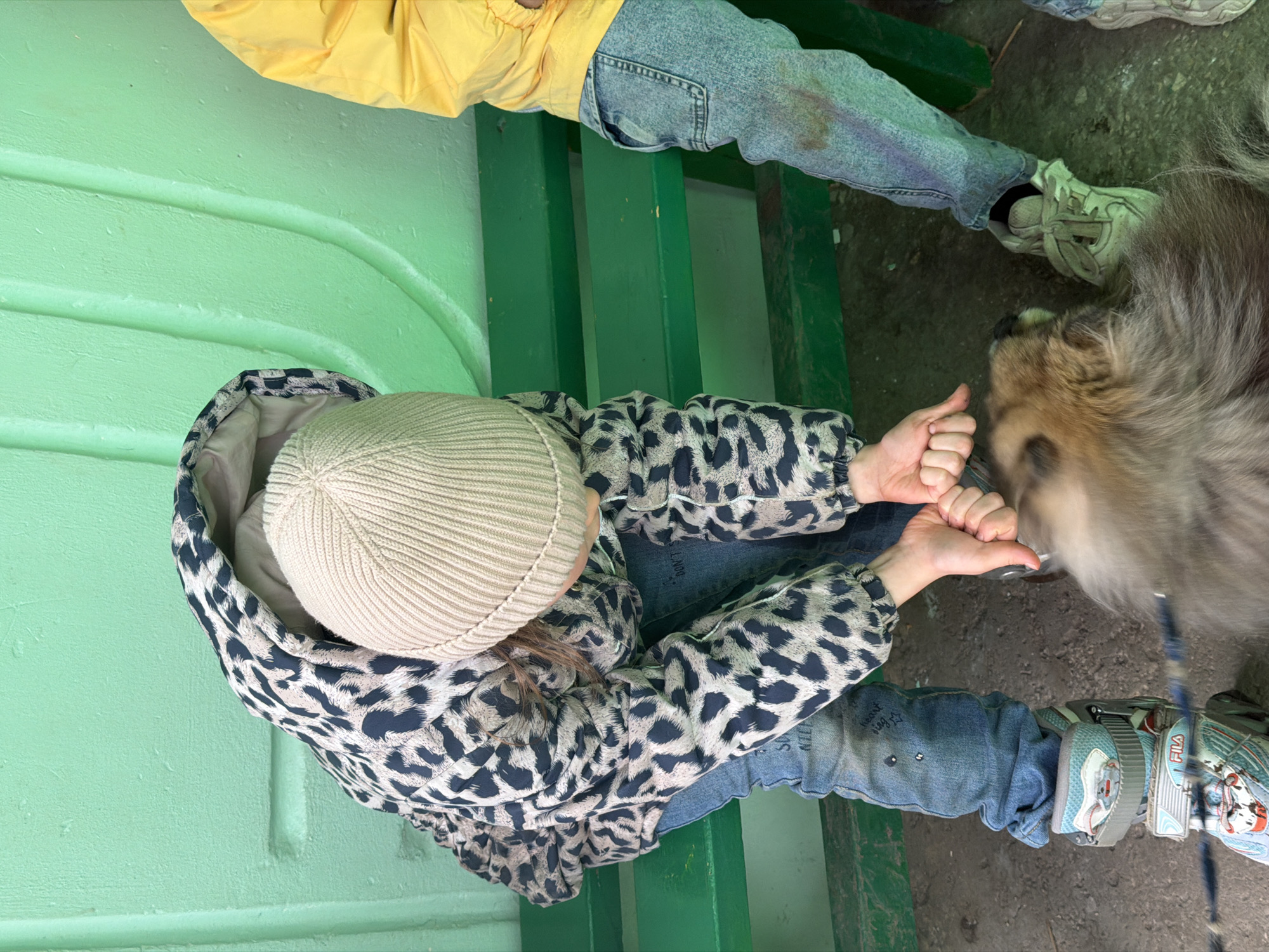 This outdoor scene is located in Perm, Russia. A person, appearing to be a child, is positioned in the left foreground, bent forward and leaning down. This individual wears a light beige knit beanie, a quilted jacket with a black and light beige leopard print pattern, light blue denim jeans featuring embroidered text and shapes (e.g., "heart," "star," "DONT," "SO," "NILE"), and light blue and grey 'FILA' brand rollerblades. Both hands are clasped together, holding a blue leash that extends downwards. The leash is attached to a medium-sized dog with long, shaggy, light brown and grey fur, positioned near the ground. The dog's head is partially blurred and faces away from the viewer.
To the right, a second individual is partially visible, wearing a yellow long-sleeved top and light blue denim jeans with a noticeable brown stain on the right thigh. They wear light-colored athletic shoes.
The background features a solid, light green textured wall with faint vertical indentations. A green bench with horizontal slats runs across the mid-ground, positioned in front of the wall. The ground is dark grey, appearing to be concrete or asphalt, with visible dirt and debris.