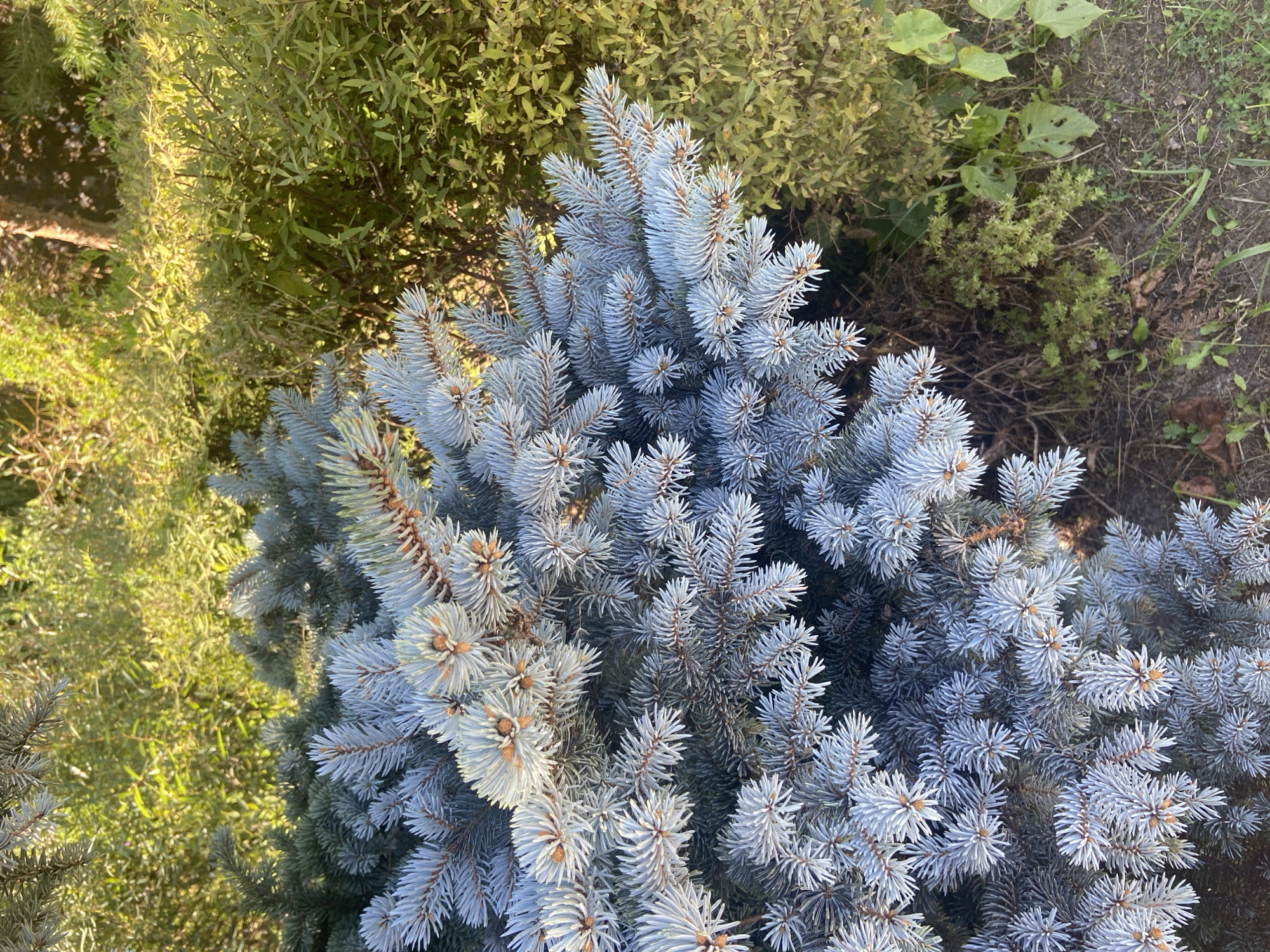 The image is a close-up, high-angle outdoor shot of a blue spruce tree in Chulis, Russia. The foreground is dominated by the bluish-green needles and branches of the spruce tree. The needles are stiff and sharp, forming a dense canopy. The branches are angled upwards and outwards, with some showing hints of brown from the underlying wood. The background consists of other greenery, appearing as a mix of lighter green foliage and some darker, more sparse branches. The lighting suggests it is daytime, with sunlight casting a warm glow on the foliage, creating some dappled shadows. The ground is visible at the bottom of the frame, showing dirt, dry leaves, and some sparse grass. There are no people or animals present. The overall scene depicts a section of a garden or natural landscape.