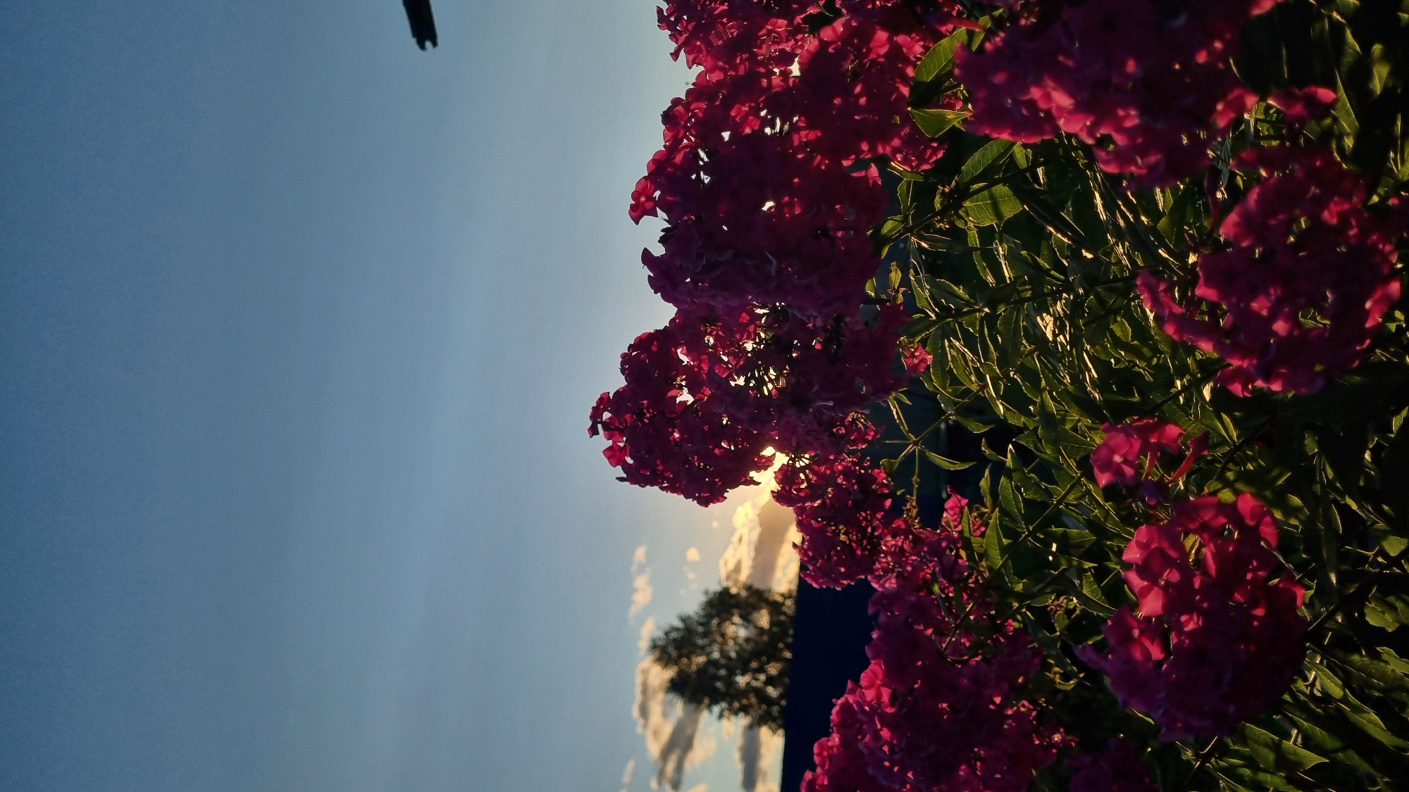 This is a vertical, eye-level shot of pink flowers in front of a sunset sky. The flowers are in focus and fill the foreground and middle ground of the image. The sky is a gradient of light blue at the top to a lighter blue near the horizon, with a few wispy clouds on the left. The sun is setting behind the flowers, casting a warm glow and creating a silhouette effect on some of the petals. In the background, a dark roofline is visible below a silhouetted tree. A thin, black object, possibly a pole or branch, is visible in the upper right corner. The overall impression is of a peaceful, natural scene.