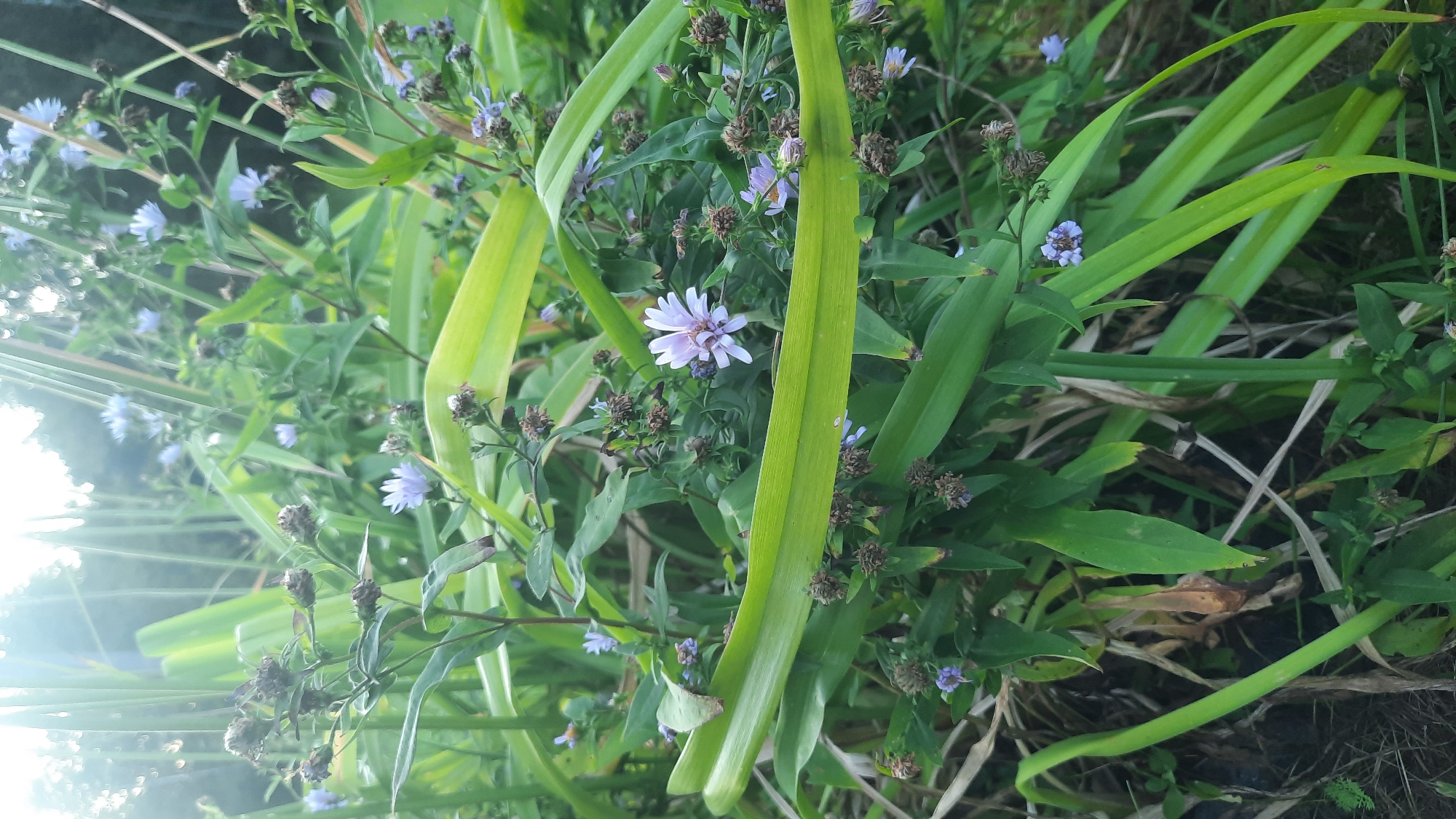 The image shows a patch of wild flowers and tall green grass in a natural outdoor setting. Several small purple flowers with delicate petals are scattered among the foliage, some in bloom and others in bud. The tall grass has broad, smooth green leaves, some of which curve and overlap, creating a layered effect. The background is a blur of more greenery and the bright sky, suggesting a sunny day. The scene is reminiscent of a meadow or a roadside verge in a rural area. The specific location of Славенскі сельскі Савет, Belarus, implies a natural, possibly uncultivated area within that administrative region.