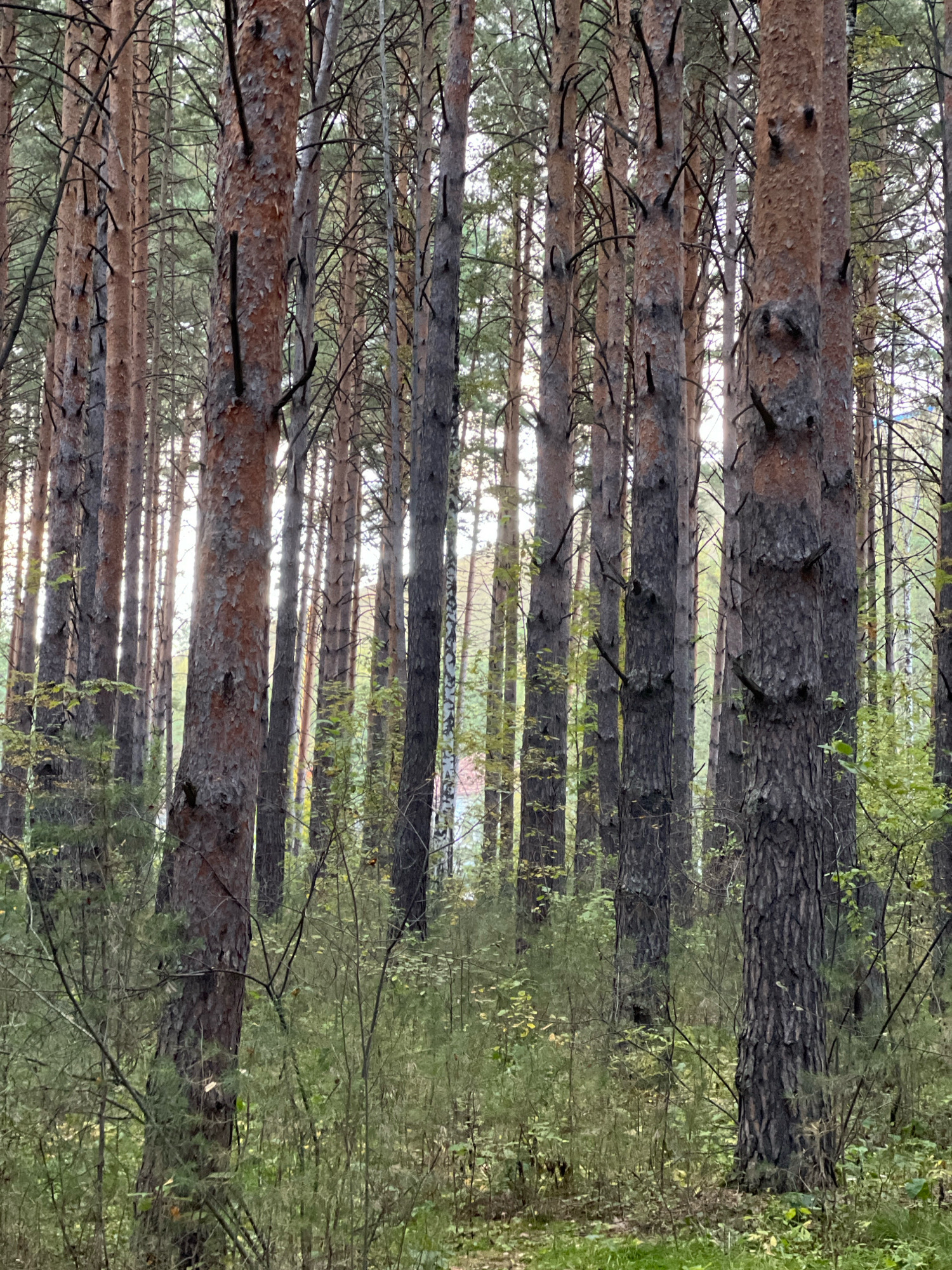 A dense forest of tall pine trees is depicted in this image, with sunlight filtering through the canopy. The ground is covered with low-lying vegetation and fallen pine needles. The scene appears to be located in the city of Krasnoyarsk, Russia, specifically in a wooded area such as the Bobrovy Log Park or a similar natural reserve. There are no people or animals visible in the image. The overall impression is one of a peaceful, natural environment within an urban setting.