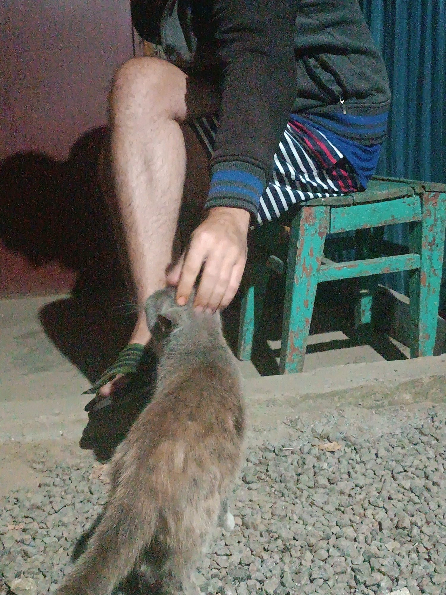A person is sitting on a green, distressed wooden stool in Vypasne, Ukraine, with their left leg extended forward. The person is wearing a dark hooded jacket and striped shorts. A grey cat is standing in front of the person, facing away from the camera, and the person's hand is gently petting the cat's head. The ground is covered in small, grey gravel. To the left of the person's leg is a shadow cast against a textured, reddish-brown wall. Behind the stool is a blue corrugated metal fence. The scene appears to be outdoors, possibly in a yard or alleyway.