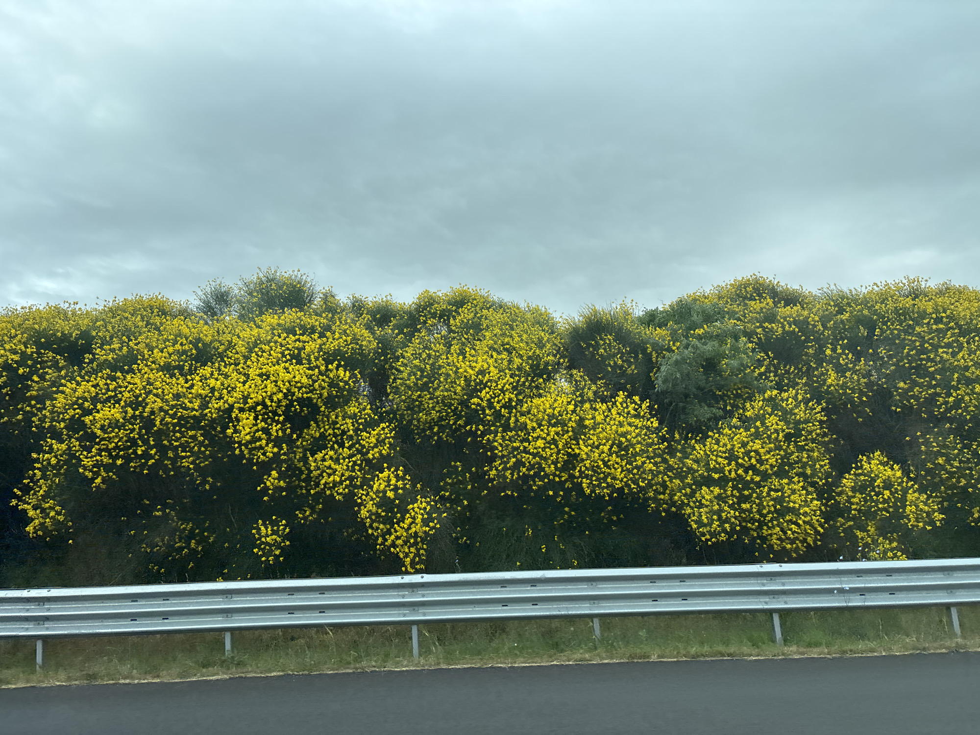 The image depicts a roadside view in Troyanovo, Bulgaria, featuring a dense thicket of bright yellow flowering bushes lining the landscape. A modern metal guardrail separates the vegetation from a dark asphalt road in the foreground. The sky above is overcast with a muted gray hue. The scene is natural and devoid of human presence.