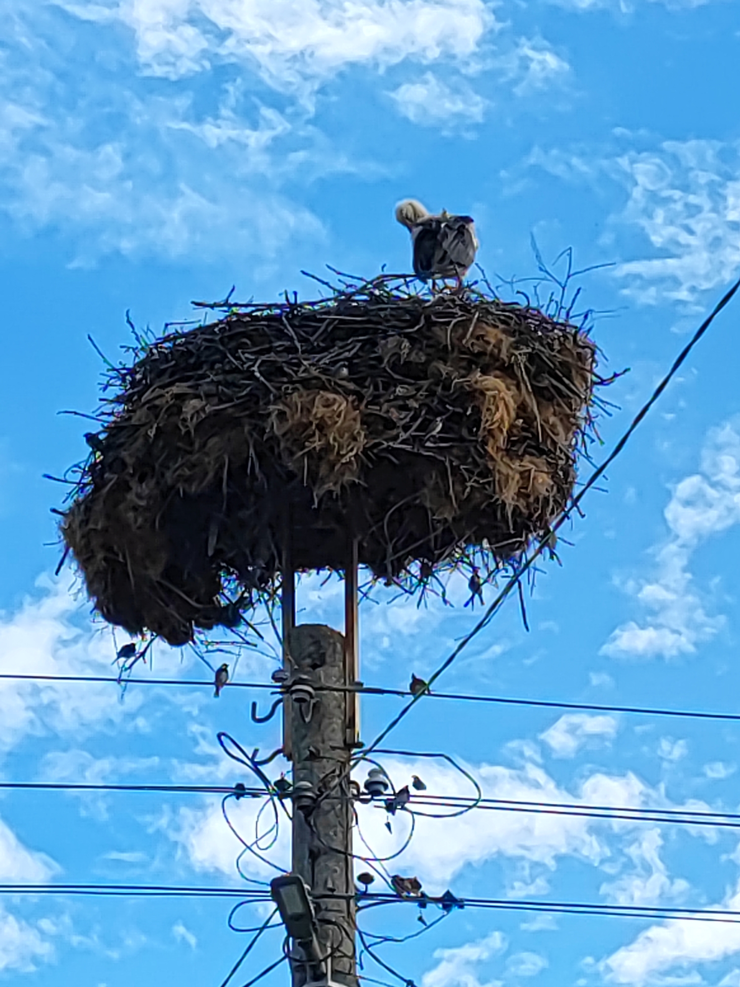 The image, captured in Kadievo, Bulgaria, presents a large bird's nest perched atop a weathered grey utility pole against a bright blue sky with scattered white clouds. The substantial, roughly spherical nest is constructed from interwoven branches, twigs, and fibrous materials, appearing dark and dense.
A single large bird, likely a juvenile stork, is visible on the upper right rim of the nest, facing away from the viewer. Its back feathers are dark grey or black, while its head and neck feature a distinct tuft of fluffy, off-white or cream-colored down.
Numerous smaller passerine birds, dark in color, are observed around and below the main nest structure. One small bird is perched on a branch protruding from the bottom-left of the nest. Another is on an electrical wire directly below the nest, slightly to the left. A third is on a wire to the right of the pole, and a fourth is visible on a lower wire on the right side of the frame. At least one more smaller bird is perched on the pole's structure.
The utility pole, appearing to be concrete or wood, is equipped with multiple white ceramic insulators and supports several parallel black electrical wires that traverse the frame horizontally. Some wires show loops and tangles around the pole's fixtures. A grey rectangular light fixture is attached to the lower right side of the pole. The background consists entirely of the clear, vibrant blue sky dotted with soft, diffuse white clouds, indicating broad daylight.