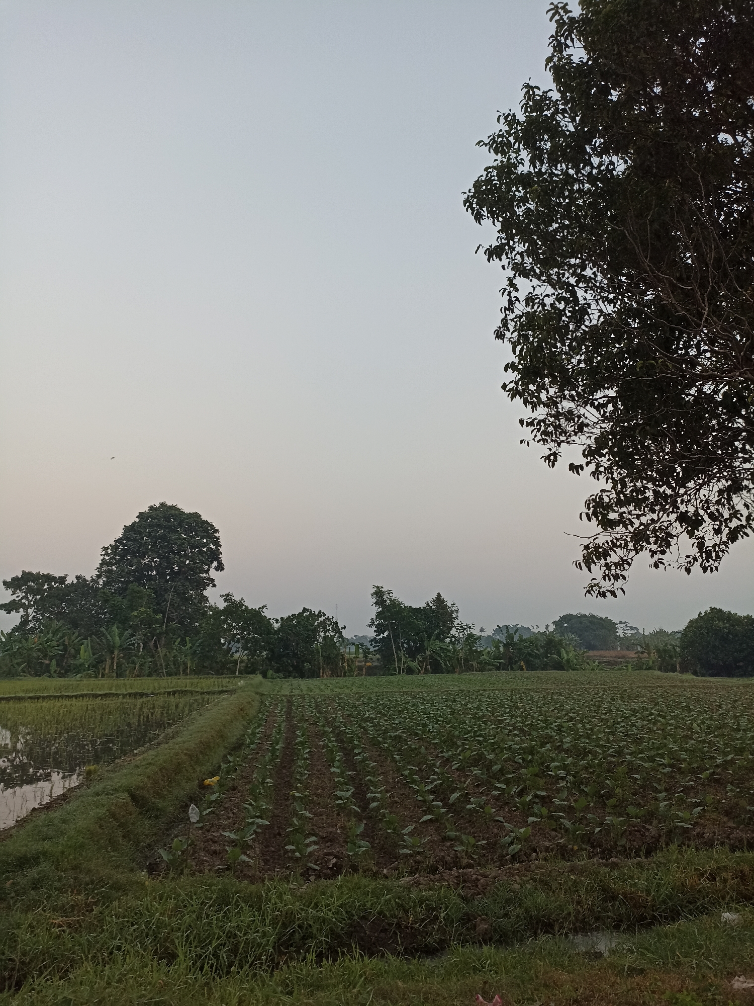 The image depicts a rural landscape in Rogotrunan, Indonesia, likely at dawn or dusk given the soft, diffused light and clear sky. In the foreground, a vast field of young crops is meticulously planted in rows. To the left, a section of a rice paddy is visible, with calm water reflecting the sky. A narrow, grassy embankment separates the rice paddy from the cultivated field. Lush green trees, including what appears to be banana trees, form a dense treeline in the middle ground, with larger trees dominating the background and a prominent, large tree with dark foliage casting a shadow on the right side of the frame. The overall atmosphere is serene and agricultural, highlighting the natural beauty of the Indonesian countryside. No people are present in the image.