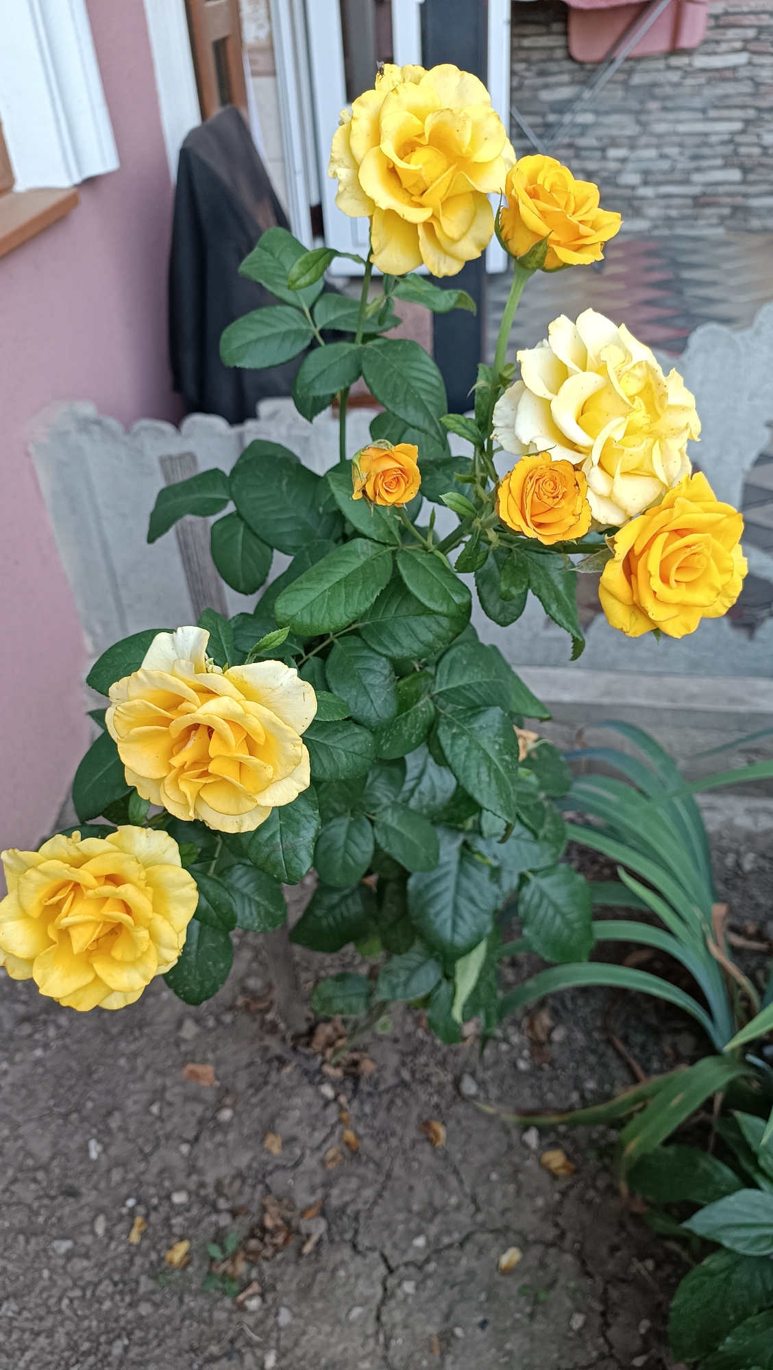 In the city of Leușeni, Moldova, a rose bush with multiple yellow blooms is the primary subject. The bush is situated outdoors, with its lower portion in soil that appears dry and cracked, and scattered with fallen brown leaves. In the background, a building with a pink-colored wall is visible, along with a dark-colored tarp draped over something. The overall scene suggests a residential or garden area.