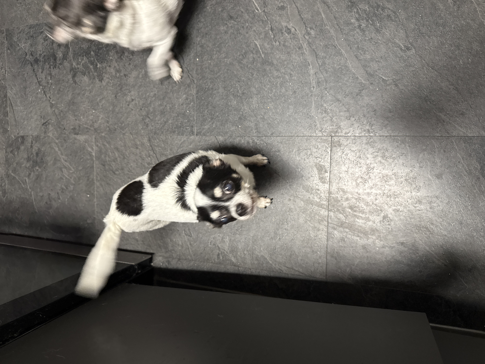 This image captures an indoor scene on a dark tiled floor in the city of Unknown, Unknown. Two small black and white dogs are the primary subjects. The dog in the left-center foreground has a white body with black patches on its back and a distinct black and white face, featuring black around the eyes and ears. Its tail exhibits significant motion blur, indicating rapid movement. This dog's head is tilted upward, looking directly towards the camera. To the right, a second black and white dog is partially visible and heavily blurred, indicating rapid motion. The floor consists of large, dark gray, textured tiles with visible grout lines. A dark, vertical structure, possibly furniture or cabinetry, is present along the left edge of the frame.
