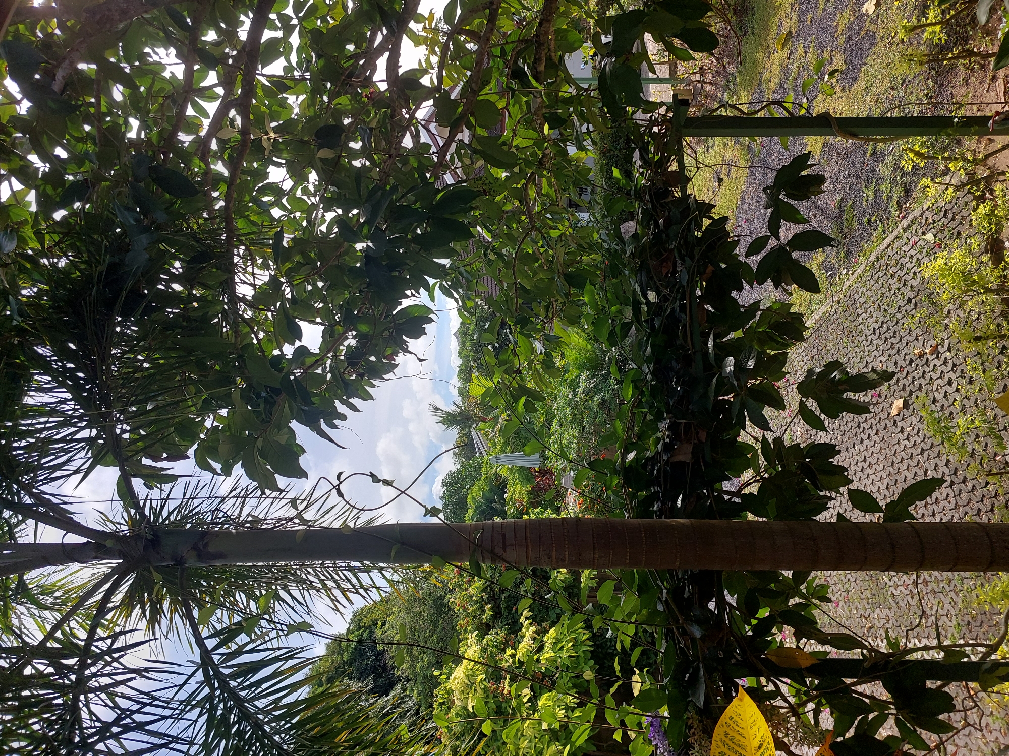 The image depicts a lush, tropical garden scene in Baan Mae Nam, Thailand, viewed through dense foliage. A prominent palm tree trunk stands vertically in the foreground, with a vine winding its way up. To the right, branches from another tree with large green leaves partially obscure a view of a house with a white and brown roof. In the background, various tropical plants and trees are visible, along with a light-colored umbrella and a paved walkway. The sky is partly cloudy, with bright sunlight filtering through the leaves.