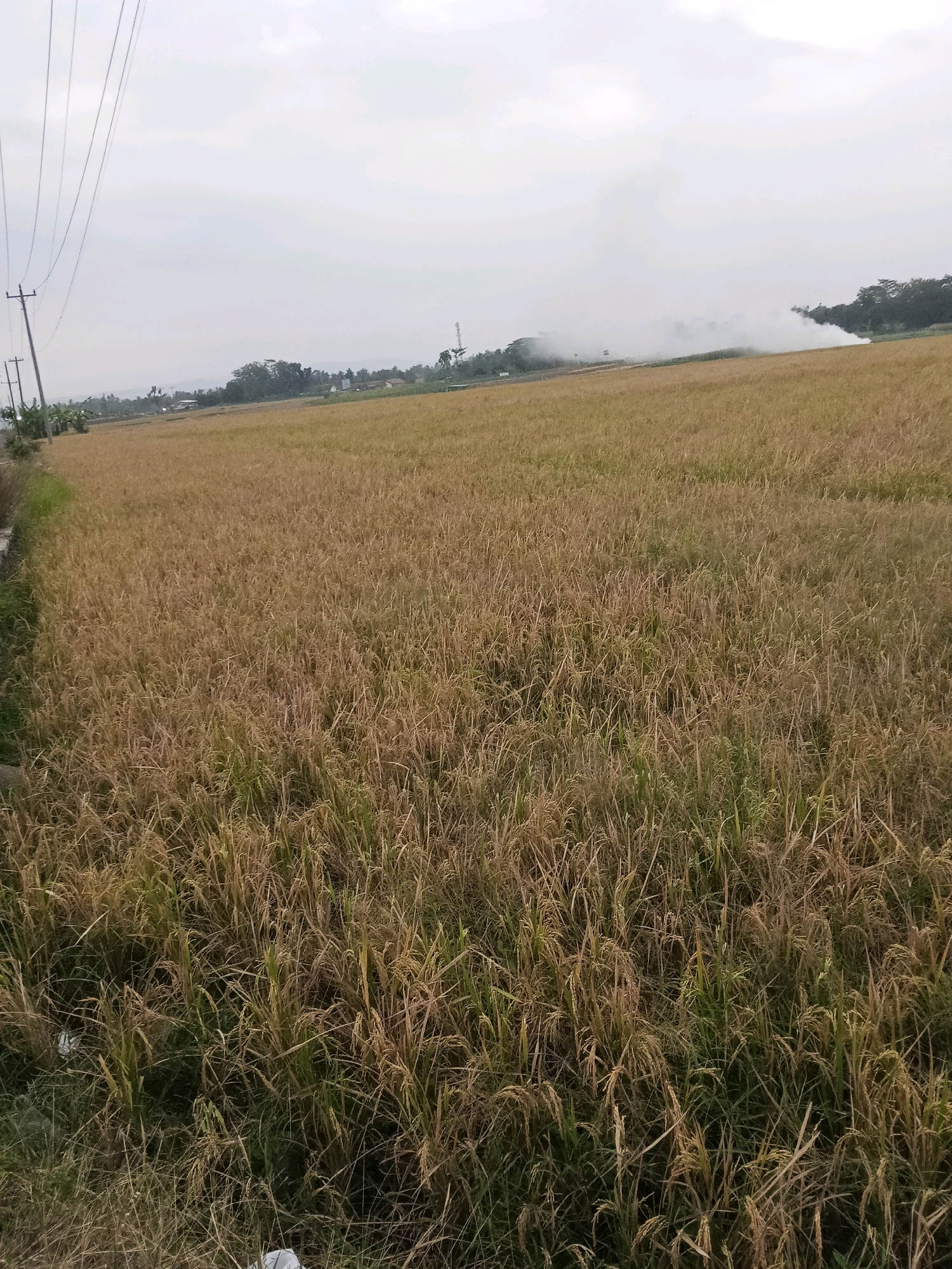The image shows a wide, dry rice field under an overcast sky. The rice stalks are mostly a golden-brown color, indicating they are ready for harvest. In the distance, a plume of white smoke rises from behind a line of trees, suggesting possible agricultural burning or a distant fire. To the left of the frame, a utility pole with electrical wires runs along a dirt path bordering the field. The background consists of a few scattered buildings and more trees, hinting at a rural or semi-rural setting. The overall scene is one of agricultural activity and a slightly hazy atmosphere.