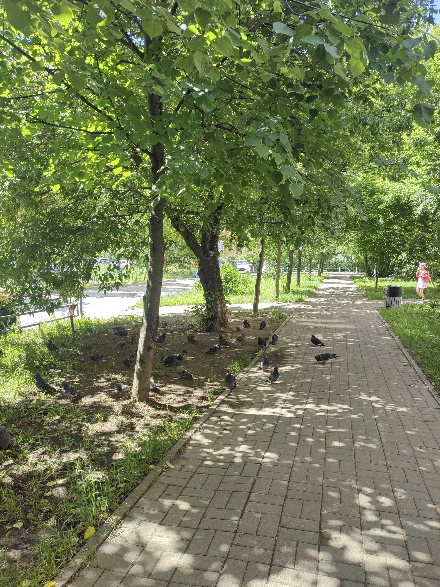 The image depicts a sun-dappled paved walkway in a park-like setting in Putilkovo, Russia. The walkway is lined with mature trees, their green leaves creating a canopy that casts shadows on the ground. A flock of pigeons is scattered across the grassy area beside the path, with some pecking at the ground and others standing still. In the background, a young girl in a red dress and pink shorts stands near a trash can. The scene suggests a pleasant, quiet afternoon in a residential area.