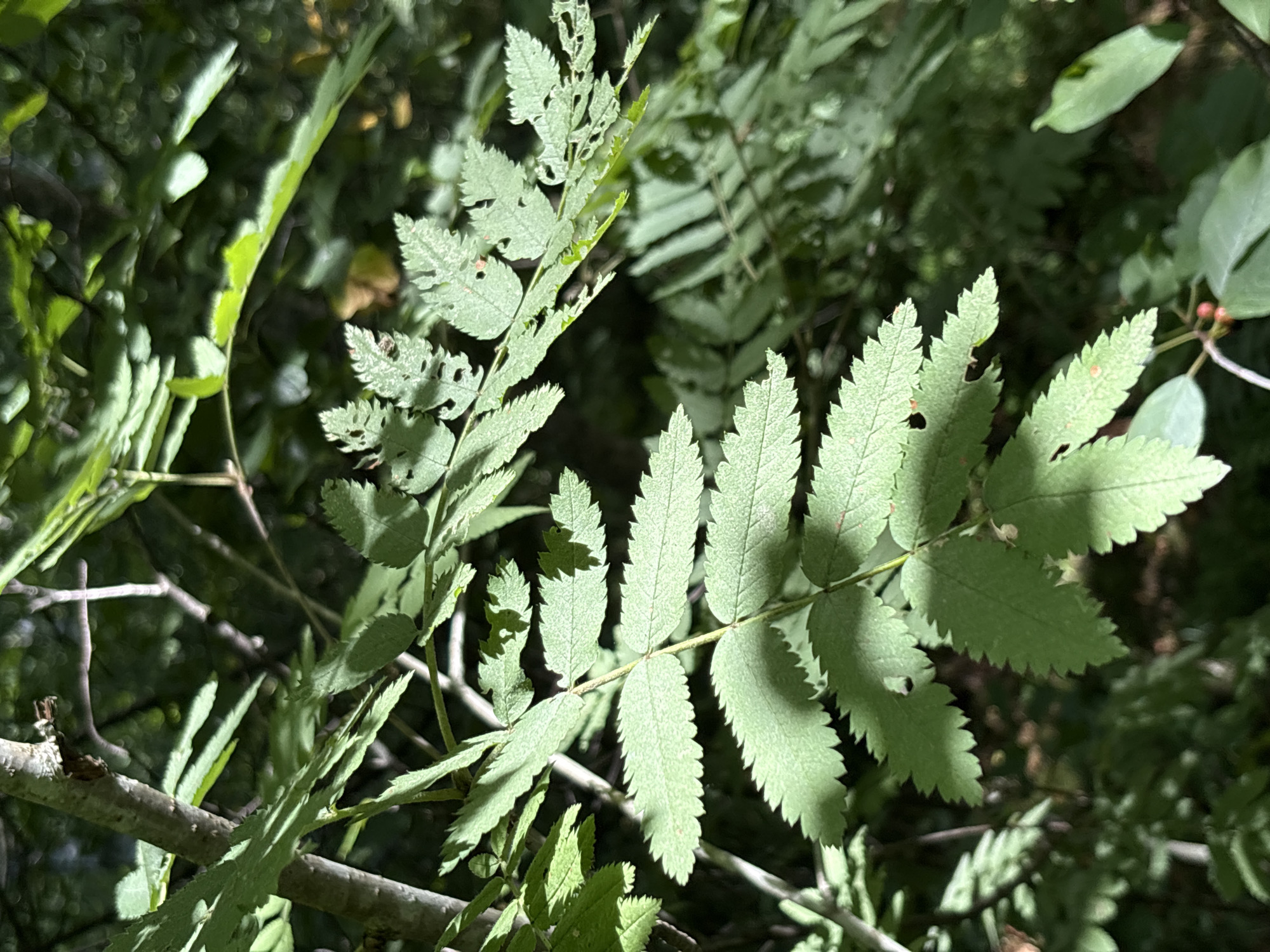 The image is a close-up, eye-level shot of a branch with serrated green leaves in Beloostrov, Russia. The leaves are arranged pinnately along the stem, with some showing signs of damage from insects or disease, evidenced by small holes and chewed edges. Sunlight filters through the foliage, creating dappled lighting on the leaves. The background is a blur of green foliage and darker shadows, suggesting a wooded or overgrown area. No people or specific man-made structures are visible.