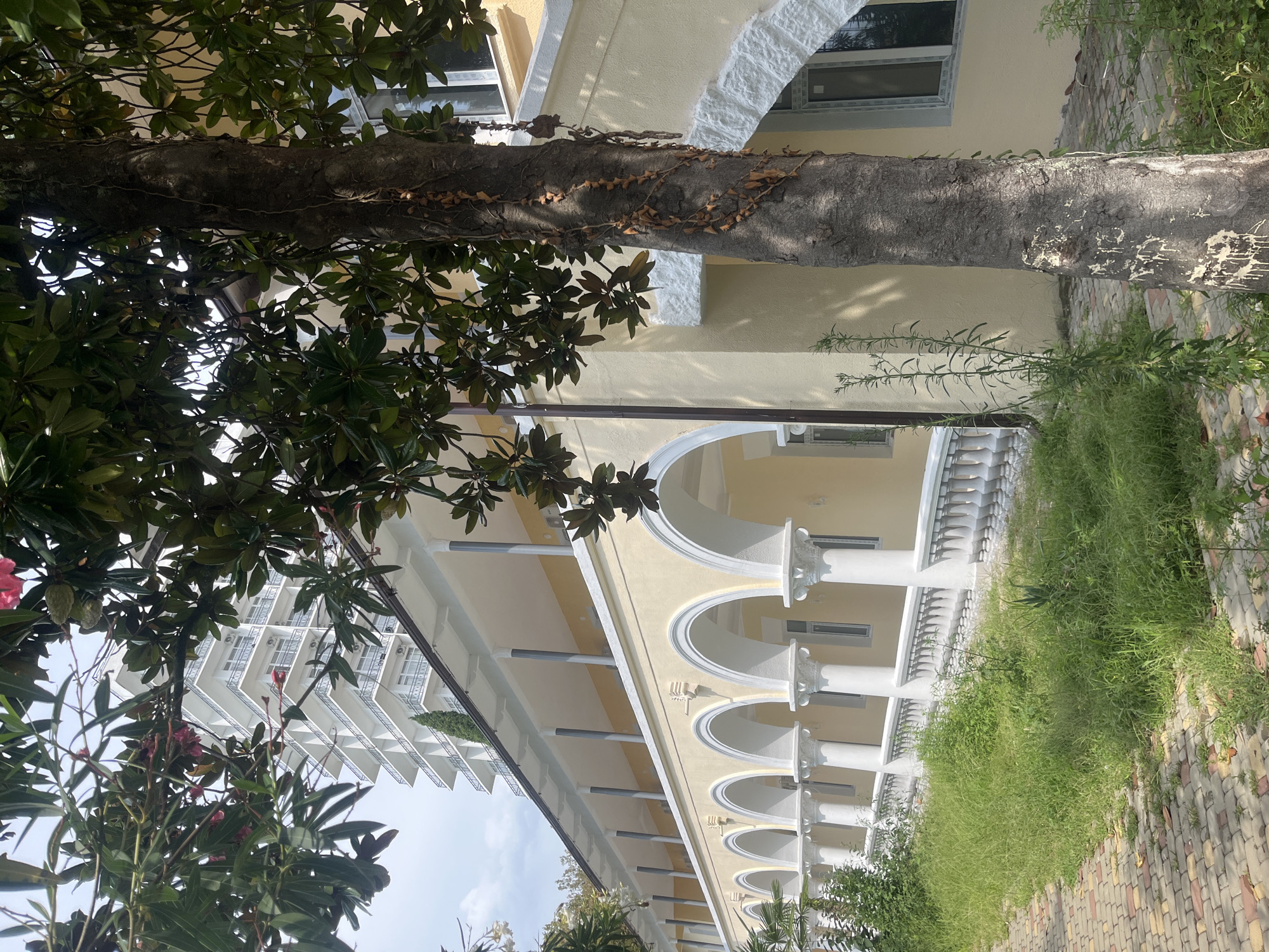 A tree with thick, dark bark covered in dried vines stands in the foreground, obscuring part of a light yellow building with a white, arched colonnade. The building has a white balustrade along its length. Beyond the building, a tall, white, multi-story hotel with many balconies is visible. The scene is set outdoors with green grass and a paved walkway in front of the building.