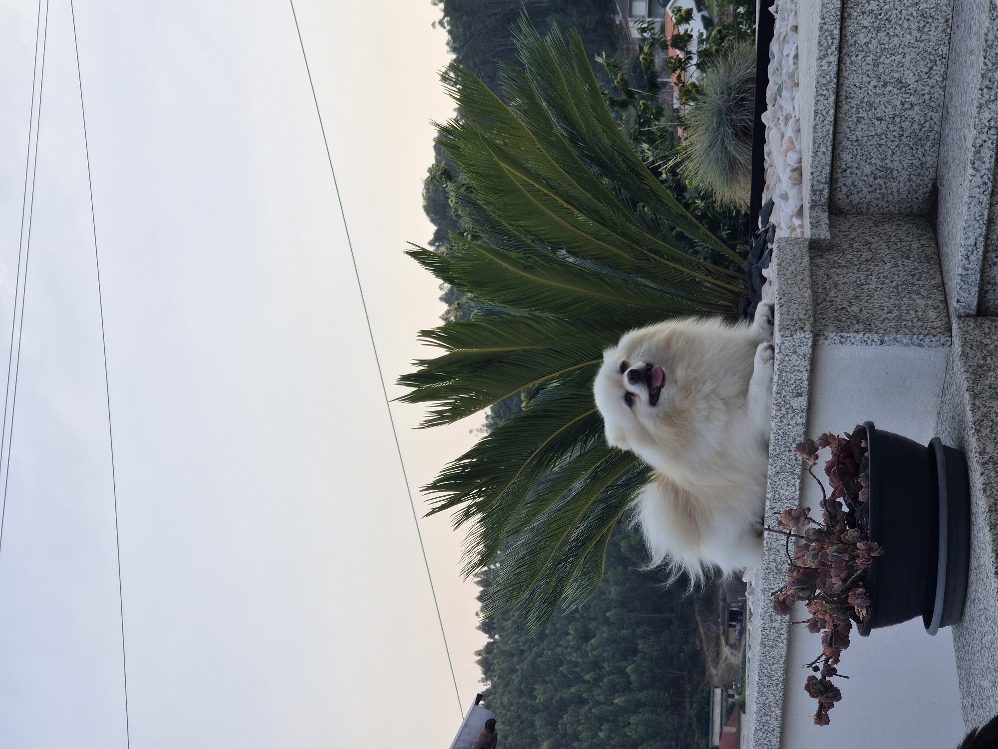 A fluffy white Pomeranian dog is lying down on a granite ledge, looking to the right with its tongue slightly out. Behind the dog is a large green cycad plant. In front of the dog, on the same ledge, is a black pot containing a succulent plant with red-tinged leaves. The ledge appears to be part of an outdoor patio or balcony in a residential area. In the background, there is a dense forest covering rolling hills, with a few houses visible on the right side of the frame. The sky is a pale blue with some thin, horizontal wires stretching across it. The overall scene suggests a calm, outdoor setting, possibly in the city of Barcelos, Portugal, given the architectural style and the presence of lush vegetation.