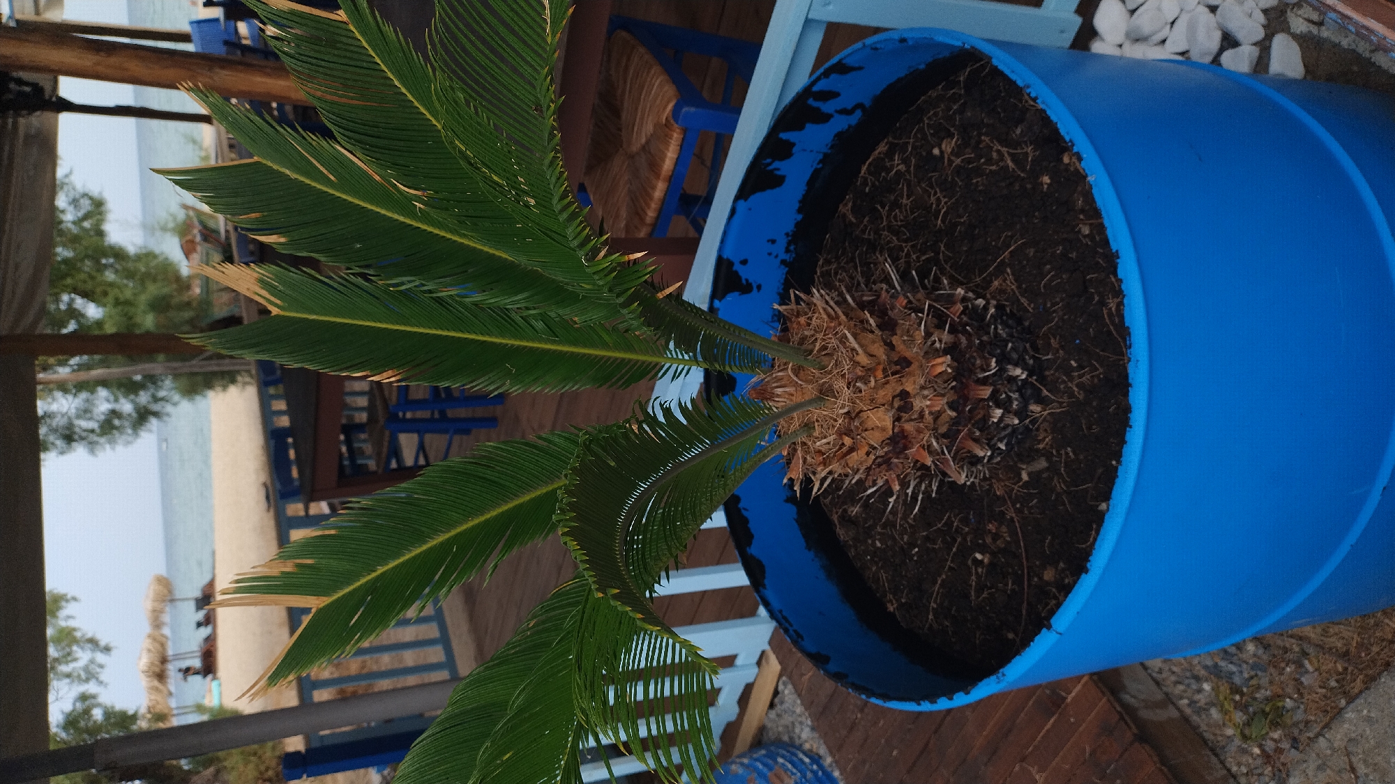 The image depicts a potted sago palm in a bright blue plastic barrel, positioned on a wooden deck. In the background, a beach with thatched umbrellas and lounge chairs is visible, suggesting a coastal location. The sea and sky are a pale blue. The scene appears to be at an outdoor seating area, likely part of a restaurant or cafe, with blue-painted wooden furniture and chairs with woven seats also present. The city of Neoi Epivates, Greece, is known for its beaches and coastal setting, making this a plausible scene for that location. There are no people prominently featured in the foreground, but silhouettes of individuals can be seen near the beach umbrellas in the distance. The overall impression is one of a relaxed, seaside ambiance.