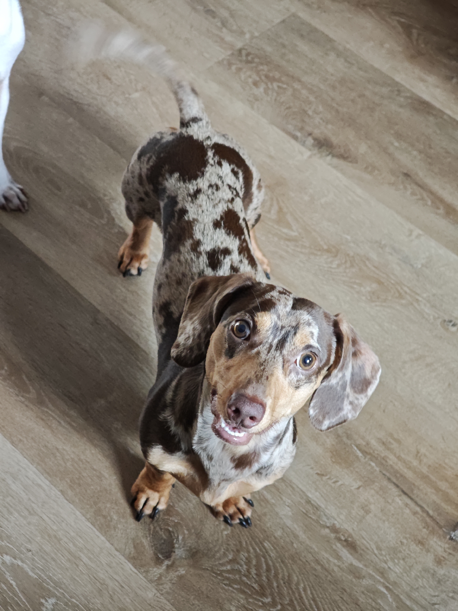 An overhead shot captures a dapple dachshund on a wooden floor. The dog is facing upwards, with its head tilted slightly to the side. Its mouth is open, revealing its teeth in what appears to be a happy or excited expression. The dog's coat has a distinctive merle pattern, with patches of brown and lighter tan. The tail of another dog, possibly a white one, is visible in the upper left corner of the image, with a slight blur indicating movement. The floor is made of light-colored wooden planks with visible grain patterns. The lighting suggests it is daytime, with natural light illuminating the scene. There is no visible text in the image. The overall setting appears to be indoors, likely a home.