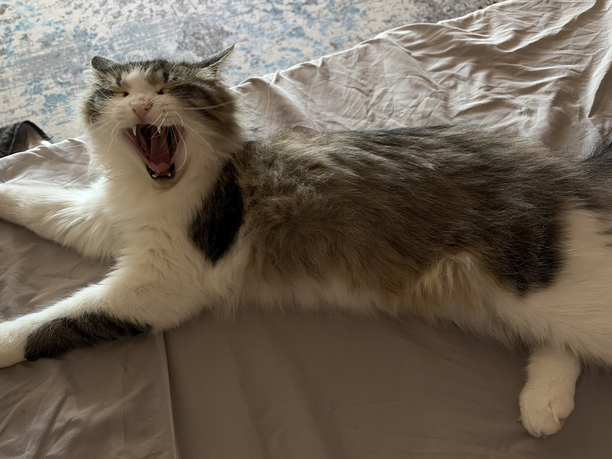 A long-haired, predominantly white and gray cat is lying on a gray bedsheet. The cat has its mouth wide open in a yawn. The cat is lying on its side, with one front paw outstretched. Part of a gray and blue rug is visible in the upper left corner. This image was not taken in Chaikovsky, Russia.