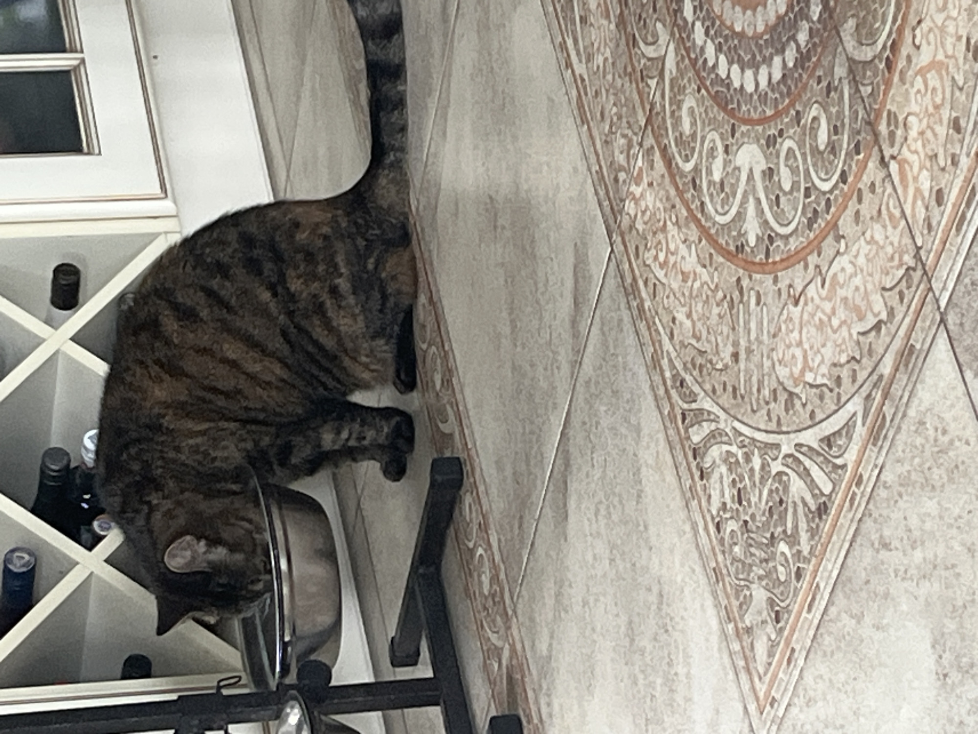 A tabby cat is drinking from a stainless steel bowl placed on a metal stand. The cat is positioned in profile, with its head lowered into the bowl, obscuring its face. The background features a wine rack filled with bottles and a cabinet. The floor is tiled with a decorative pattern. The scene appears to be indoors.