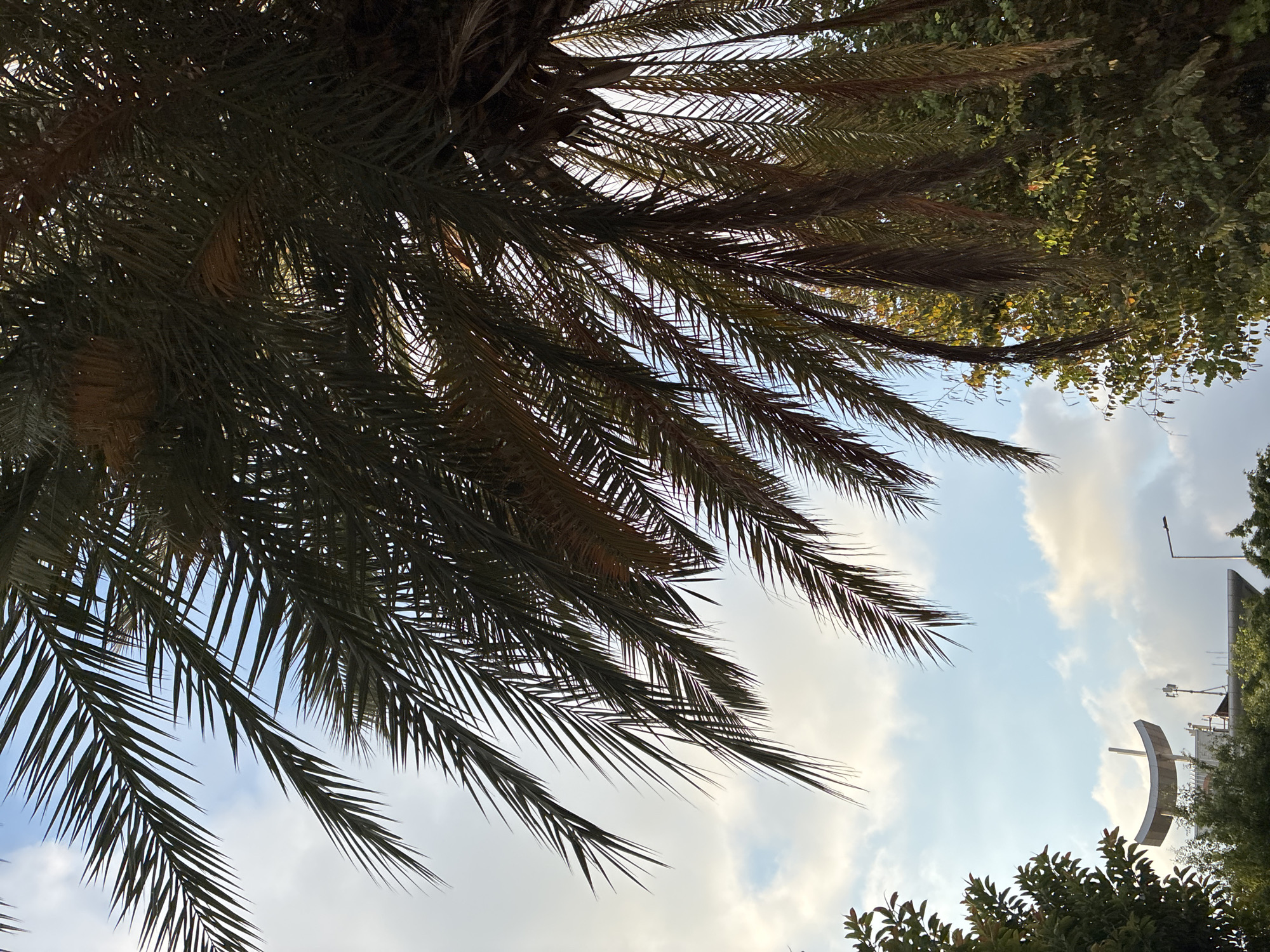 The image shows a view looking up through the fronds of a palm tree in Alanya, Turkey. The sky is partly cloudy with a light blue hue and scattered white clouds. The palm fronds are dark green and cast shadows. In the background, a building with a curved architectural element on top is visible, along with what appears to be a cell tower and a street light. Trees with green foliage are also present on the lower right and left sides of the frame. The scene suggests an outdoor urban environment, likely during daylight hours.