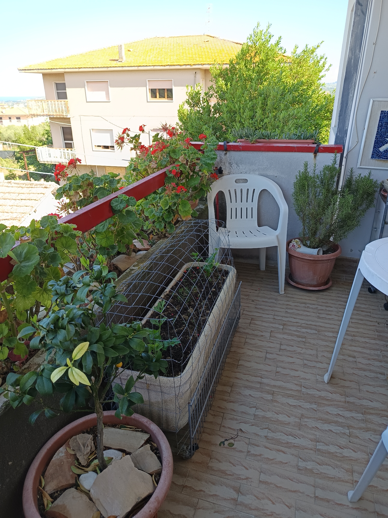 The image captures a balcony scene in Roseto degli Abruzzi, Italy. A red railing borders the balcony, adorned with flowering geraniums and other greenery. A small potted citrus tree with a few yellowing leaves occupies the foreground. Behind it, a rectangular planter is covered with wire mesh. A white plastic chair sits adjacent to the planter. A potted rosemary plant stands near the chair. A white table with partial legs is visible on the right side of the frame. The balcony floor is tiled in a beige and tan pattern. In the background, a multi-story building with a yellow tile roof and light-colored walls is seen, offering a glimpse of the surrounding town and the sea in the distance. The scene is bathed in bright daylight, suggesting a sunny day.