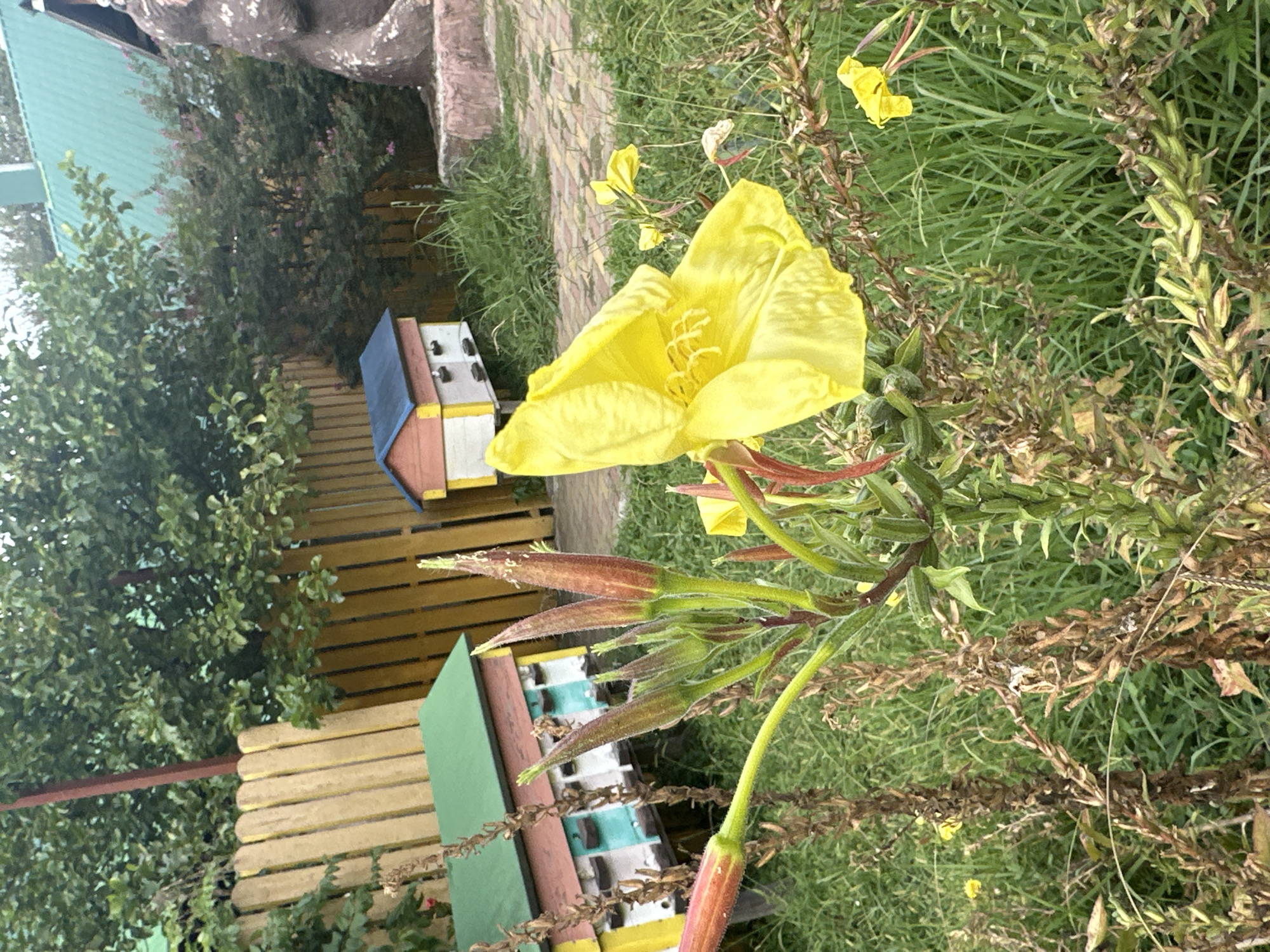 This image depicts an outdoor scene in a rural setting, possibly a garden or apiary, in Bolshoy Kichmai, Russia. In the foreground, a vibrant yellow flower, likely evening primrose, is in full bloom. The flower has delicate, crinkled petals and a prominent stamen. Surrounding the flower are tall, green stalks with developing seed pods and dried, brown plant material.
In the midground, two colorful beehives are visible. The larger one on the left has a green roof and a body painted in horizontal stripes of white, blue, and pink, with yellow trim. The smaller hive on the right features a blue roof, a pink and white body, and yellow accents. A rustic wooden fence, painted yellow and brown, runs along the left side of the image, partially obscured by trees and foliage.
The background is filled with lush green trees and bushes. A portion of a green roof of a building is visible behind the trees. To the far right, a large, textured object resembling a statue or large rock formation is partially visible. The ground is covered in green grass and some cobblestone paving. The overall atmosphere suggests a tranquil, natural environment.