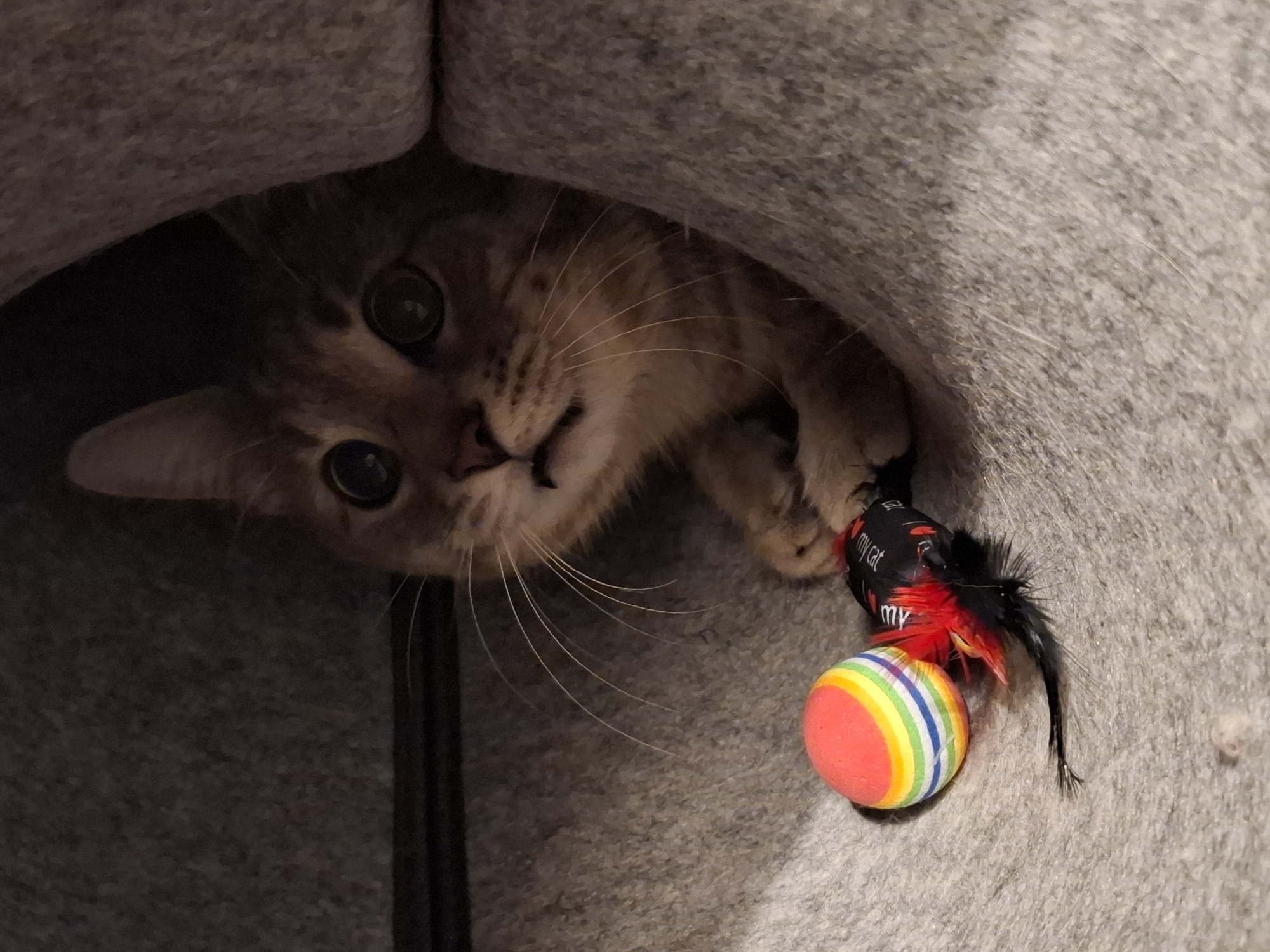 A young, light brown tabby kitten with large, dark eyes peeks out from the shadowy interior of a grey fabric cat condo. Its paws are extended, one gently touching a small toy mouse with red and black feathers and a rainbow-striped ball. The kitten's mouth is slightly open, giving it an expression of mild surprise or curiosity. The background is the soft, textured grey fabric of the cat condo.