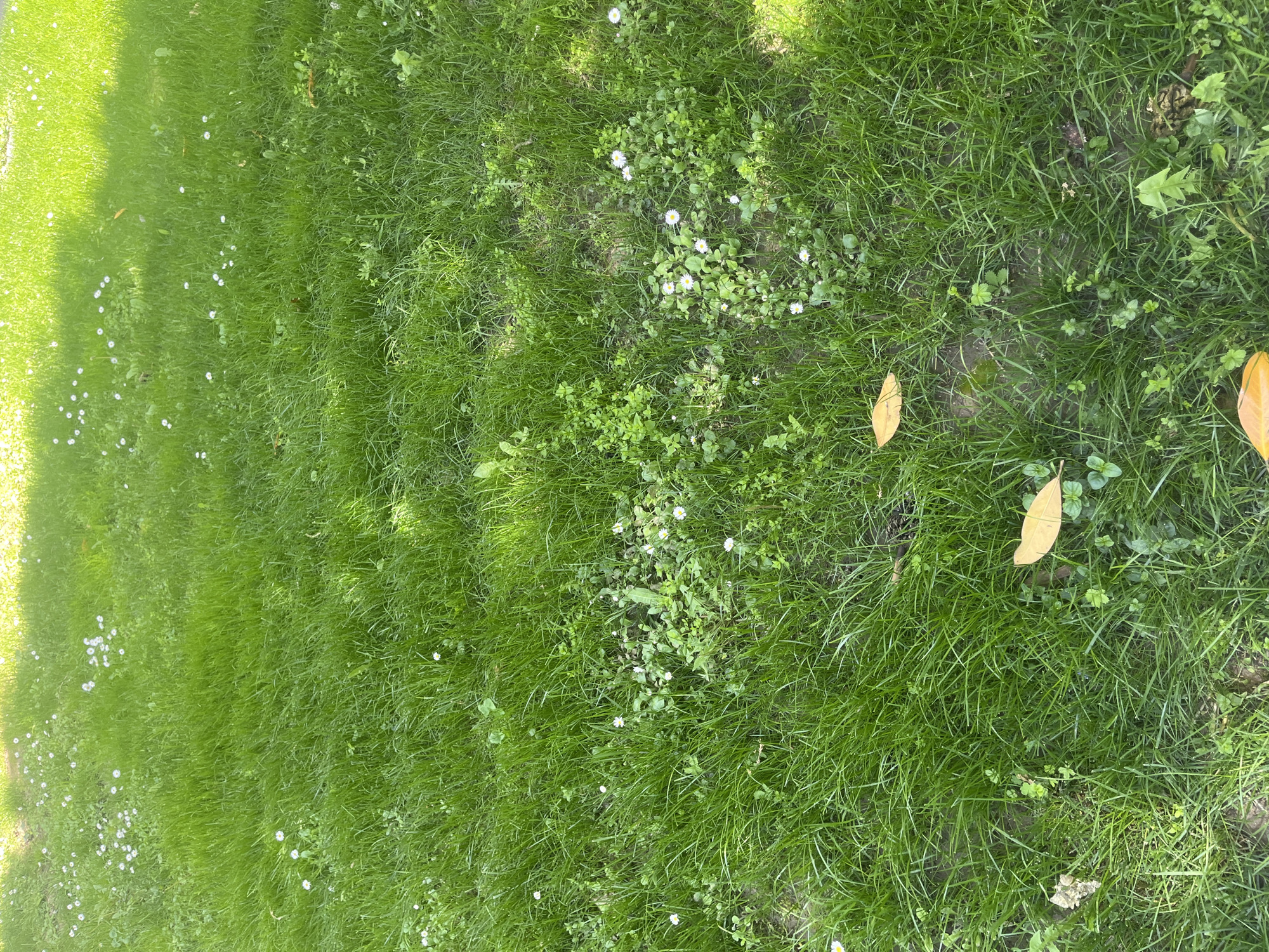 The image displays a vibrant green patch of ground, appearing to be a lawn or grassy area, viewed from an overhead perspective. The terrain is covered predominantly with green grass of varying lengths and textures. Numerous small, white, daisy-like flowers are scattered across the scene, with a higher concentration visible in the brighter left portion and clustered towards the center.
Interspersed among the grass are other types of small green plants and weeds, some with clover-like leaves, contributing to the natural, somewhat unkempt appearance. Patches of dark soil or mud are visible beneath the vegetation in several areas. A few dried, yellowish-brown leaves are present on the right side of the frame, resting on the grass.
The lighting indicates daytime, with a distinct bright, sunlit area occupying the left side of the image, while the right side appears slightly less illuminated, possibly under partial shade or dappled light. There is no visible activity, people, or any discernible text in the image. The setting is a natural outdoor environment, located in Plovdiv, Bulgaria.
