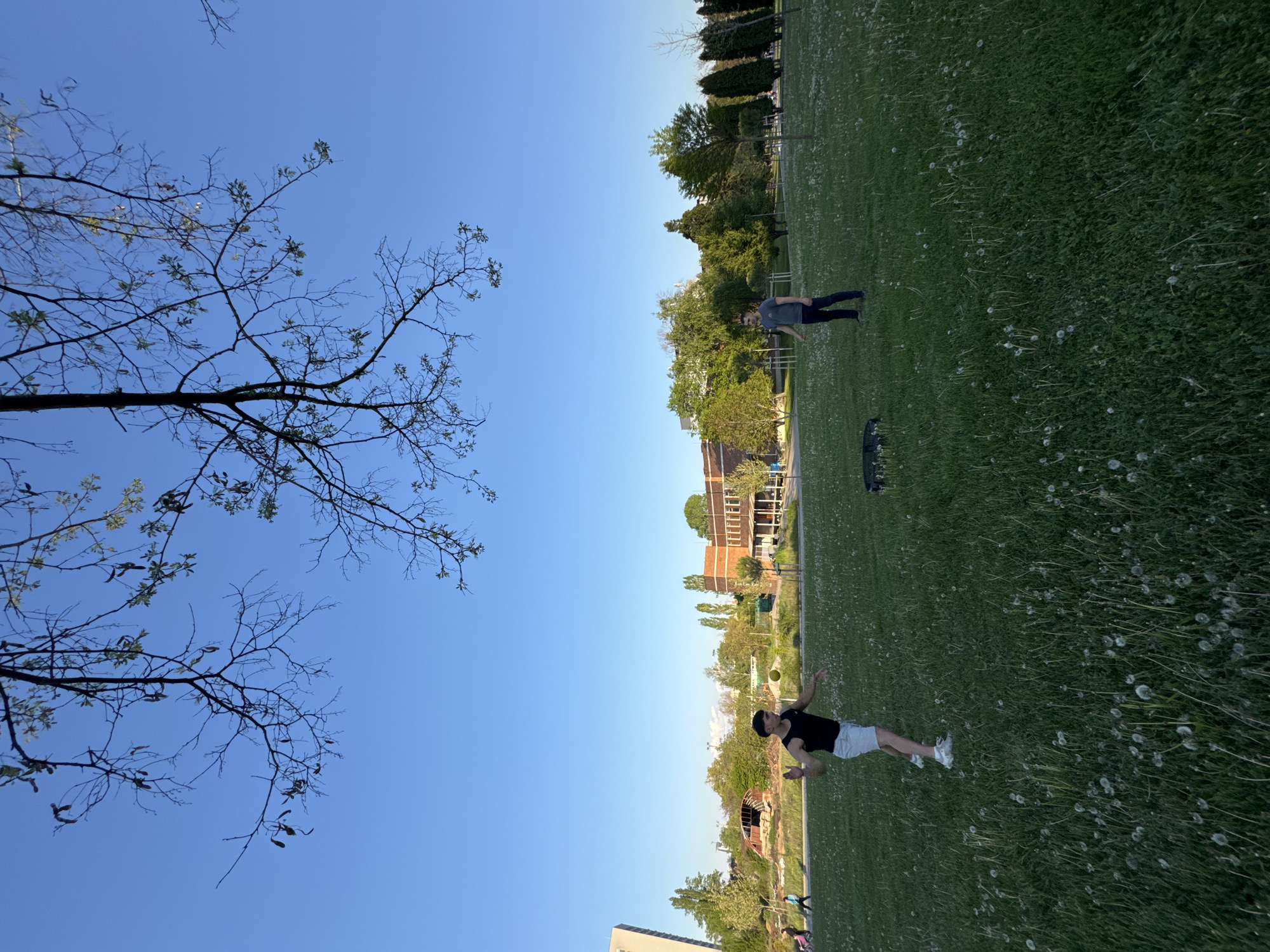 The image shows a park landscape under a clear blue sky. The image appears to be rotated 90 degrees counter-clockwise. On the right side is a grassy area with numerous dandelions. Two men are visible within the field: one standing further away, and another one lying on the grass. Buildings and trees line the edge of the field, along with a pedestrian path. On the left side is a tree with bare branches, and part of a building in the lower corner. The scene is the South Park in Sofia, Bulgaria.