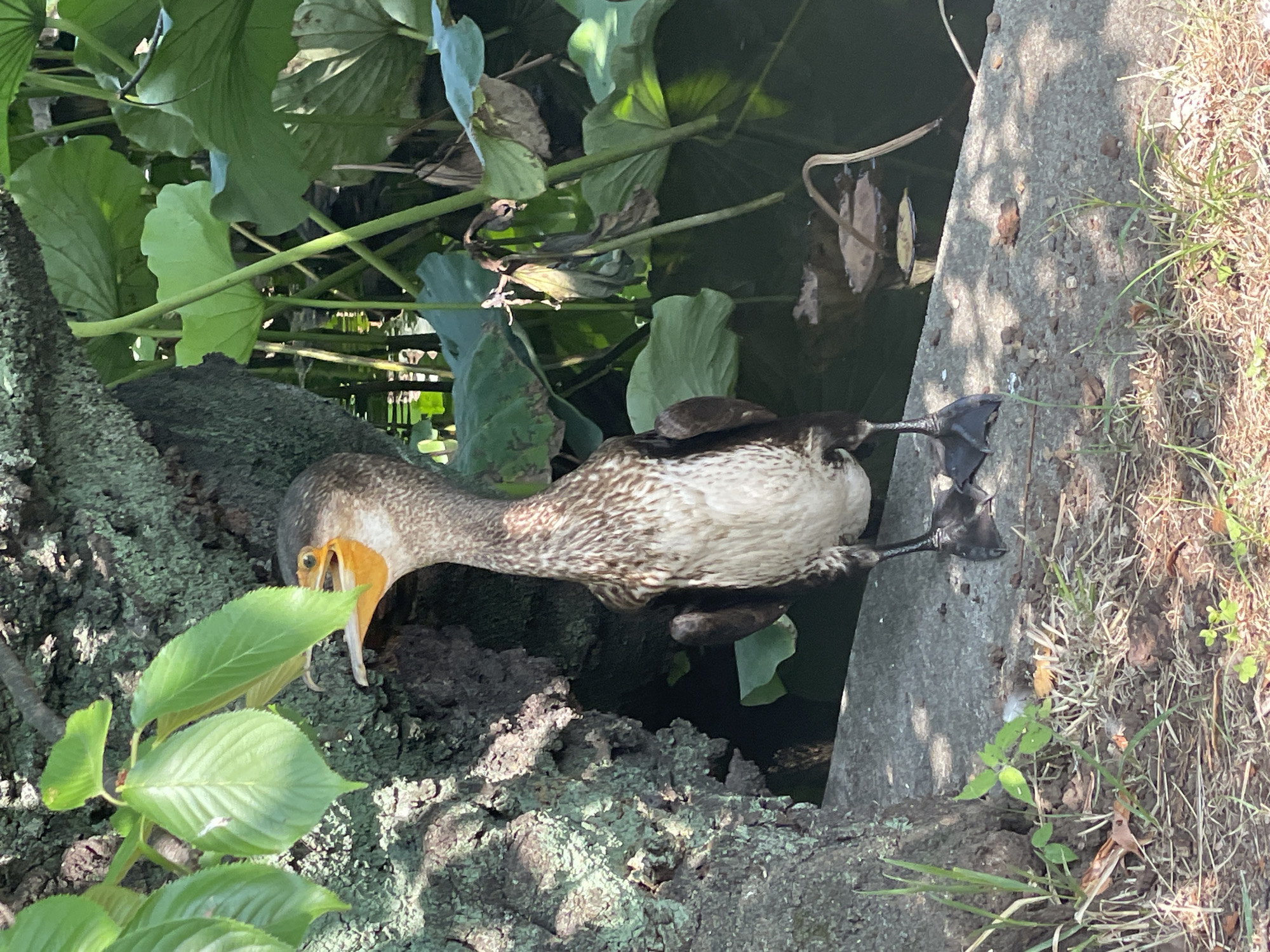 A cormorant stands on a concrete ledge next to a body of water with lily pads. The bird is facing forward with its beak open, revealing a yellow gape. Its plumage is a mix of brown and white, with a textured pattern on its neck and chest. To the left of the bird is a large, textured tree trunk covered in moss. Green leaves overhang from branches above the bird. In the background, the dark water is partially obscured by large green lily pads and their stems. The ground in front of the ledge is covered in dry grass, dirt, and scattered leaves. The scene appears to be outdoors, possibly in a park or natural area. No people are visible in the image.