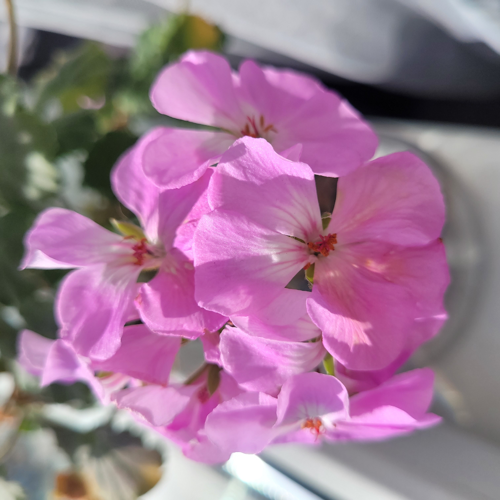 A close-up, slightly blurred photograph captures a cluster of vibrant pink geranium flowers. The flowers are arranged in a bouquet, with the petals overlapping and creating a sense of depth. Sunlight illuminates the scene, casting soft shadows and highlighting the delicate texture of the petals. The background is out of focus, with hints of green foliage and a bright, reflective surface, possibly a window or a wall. The overall impression is one of natural beauty and serenity. The location of this scene in Jūrmala, Latvia, is not discernible from the provided image.