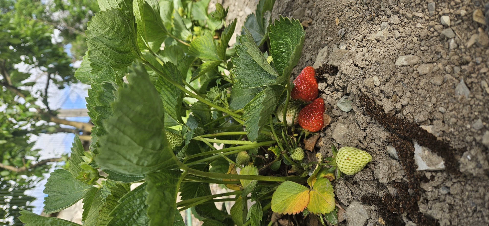 The image shows a strawberry plant growing in soil with small rocks. Two ripe, red strawberries and a few green, unripe ones are visible among the green leaves of the plant. In the background, there are trees and a hint of blue sky. A line of dark organic matter runs across the soil surface. The location is Unknown, Unknown.