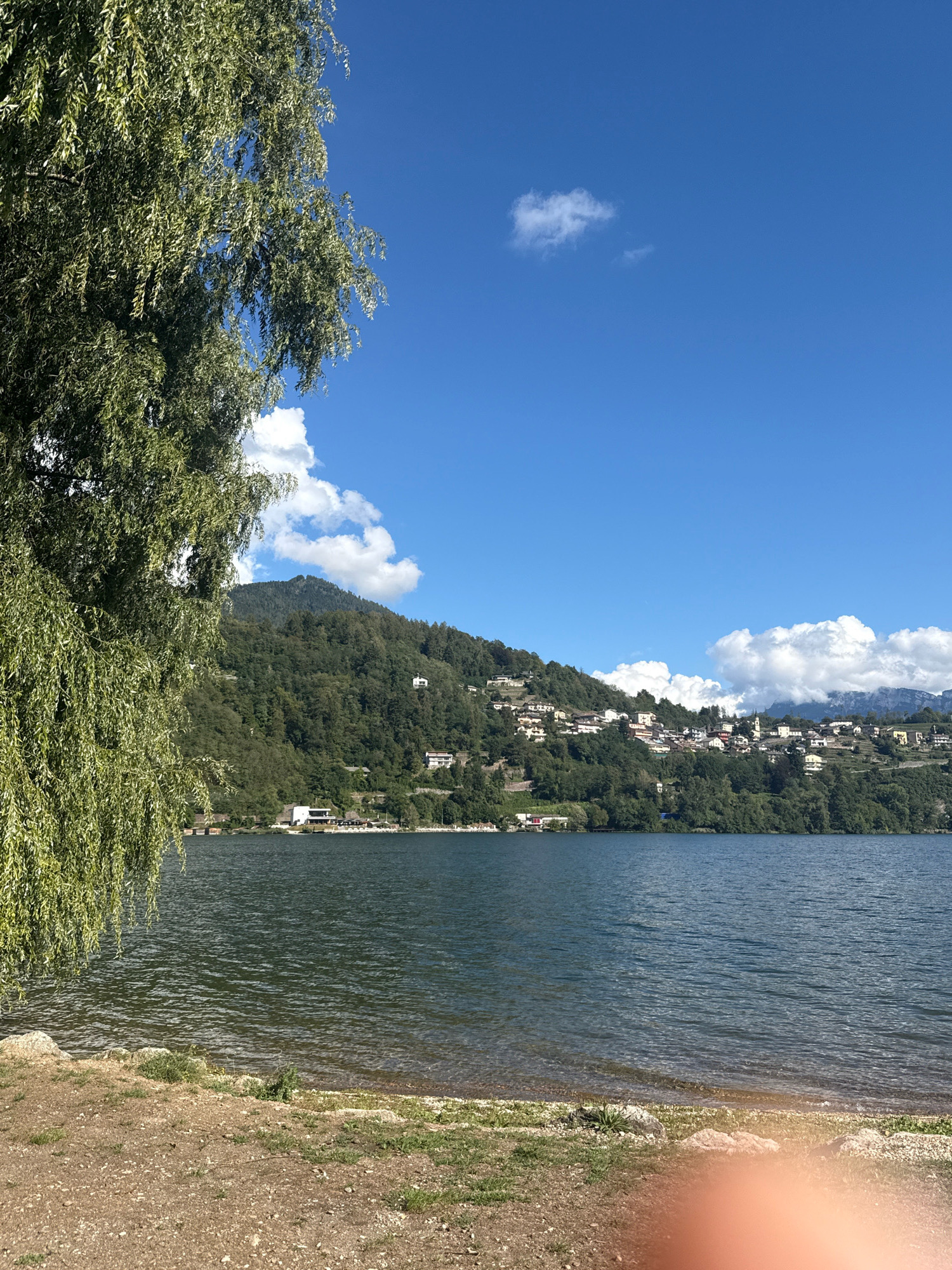 A serene lakefront scene unfolds under a clear blue sky with scattered white clouds, likely captured on a sunny day in Pergine Valsugana, Italy. In the foreground, a stretch of sandy and gravelly shore is dotted with sparse green grass and a few rocks. A large weeping willow tree with long, drooping branches dominates the left side of the frame, its lush green foliage creating a partial canopy over the foreground. The middle ground is occupied by the calm, dark blue water of a lake, reflecting the sunlight and showing gentle ripples on its surface. Along the far shore, a verdant, tree-covered hillside rises steeply. Nestled on the slopes of this hill is a picturesque town, characterized by a cluster of white and light-colored buildings, including houses and possibly a church steeple, interspersed with dense green trees. The buildings appear to be spread out, following the contours of the terrain. In the distance, the hillside continues to ascend, culminating in a darker, forested mountain range that extends towards the right side of the image. The overall impression is one of tranquility and natural beauty, with the charming town providing a human element to the landscape.