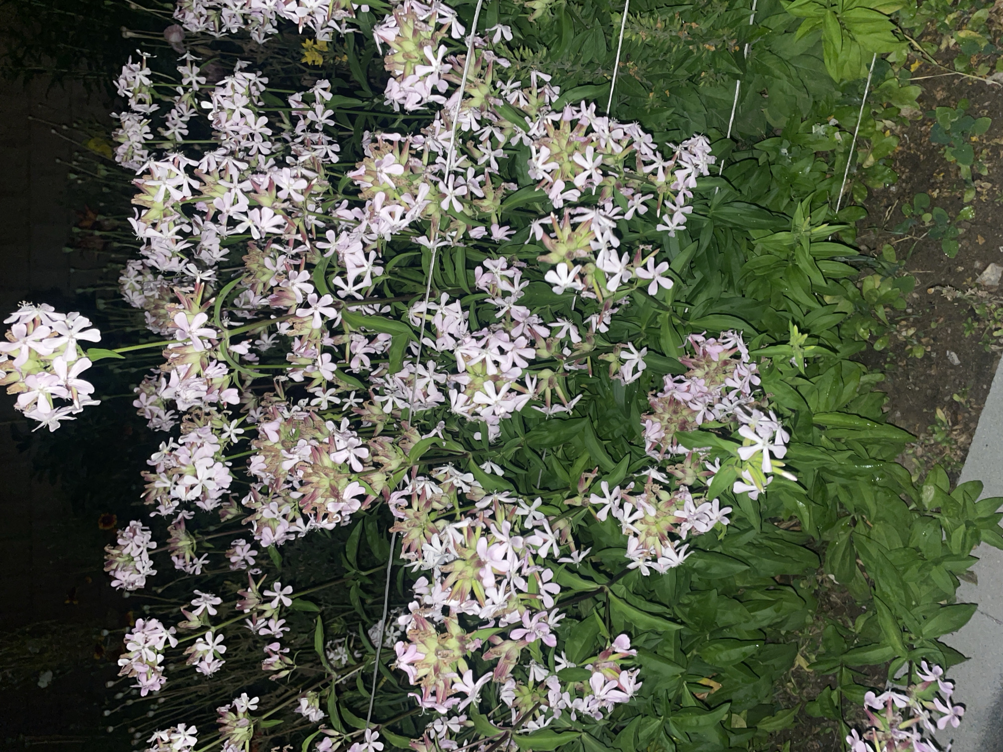The image depicts a dense cluster of pale pink flowers with five petals and green sepals, blooming in an outdoor setting. The flowers are on tall, thin stalks, and many are clustered together in small bunches. The foliage is dark green and lush. There are several horizontal wires or thin strings running through the scene, possibly part of a garden support system. The background is dark and out of focus, suggesting it is nighttime or a dimly lit area, possibly a garden in Krasnogorsk, Russia, as suggested by the context, with some faint hints of other plants or objects in the distance. There are no people or animals visible in the image.