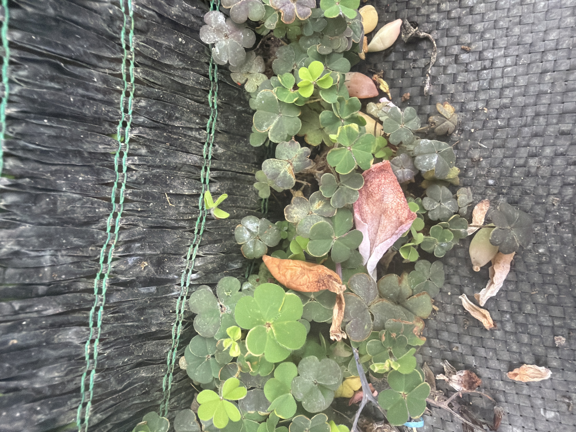 The image shows a patch of green clover-like plants growing against a dark, textured surface. The plants have heart-shaped leaves, some of which are a vibrant green, while others have a purplish hue. Several dried, brown leaves are scattered among the green foliage. A dark, crinkled material, possibly a fence or barrier, is visible in the background, with horizontal green stitching. The ground beneath the plants is also dark and textured, appearing to be woven. There are no people or animals visible in the image. The scene appears to be outdoors, possibly in a garden or a neglected area. The location is specified as Đạ Cháy, Vietnam.