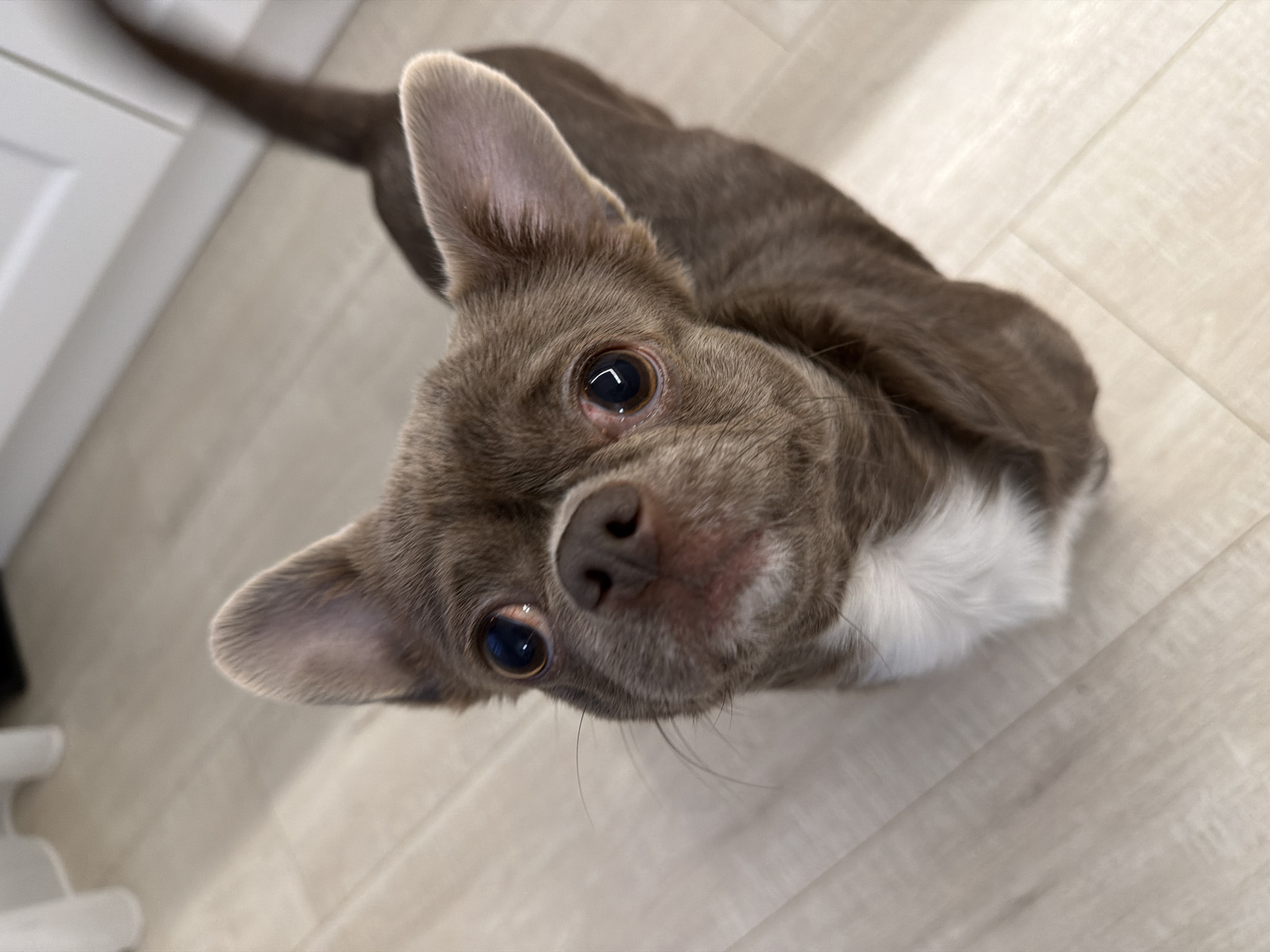 A brown and white Chihuahua is positioned looking upward toward the camera. Its eyes are large and reflective, and its ears are erect. The dog's coat is primarily brown with white fur around its chest. The dog is indoors, lying on a light-colored floor that appears to be made of wood or laminate. There are white cabinets visible in the background on the left side of the image. It is not possible to verify the location of the image as Votkinsk, Russia, based on visual information.
