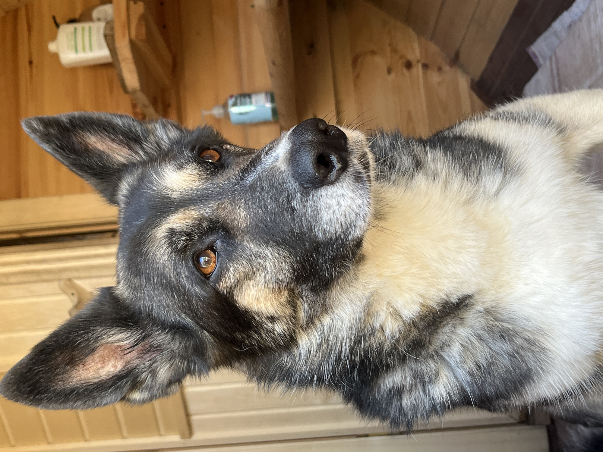 A medium shot photograph captures a close-up of a dog's face. The dog has large, erect ears with a patch of light brown, slightly irritated skin visible on the inner surface of its left ear. Its fur is a mix of black, grey, and tan, with a prominent cream-colored chest. The dog's eyes are a warm amber color, and its nose is black. The background appears to be an indoor wooden structure, possibly a shed or a room with wooden paneling. Two plastic bottles, one white and one light blue, are visible on a wooden shelf in the background. A white cloth with red stripes is partially visible on the floor in the lower right corner. The lighting suggests it is daytime, with sunlight illuminating the scene. The image does not provide any information that would indicate a location in the city of Nizhny Tagil, Russia.