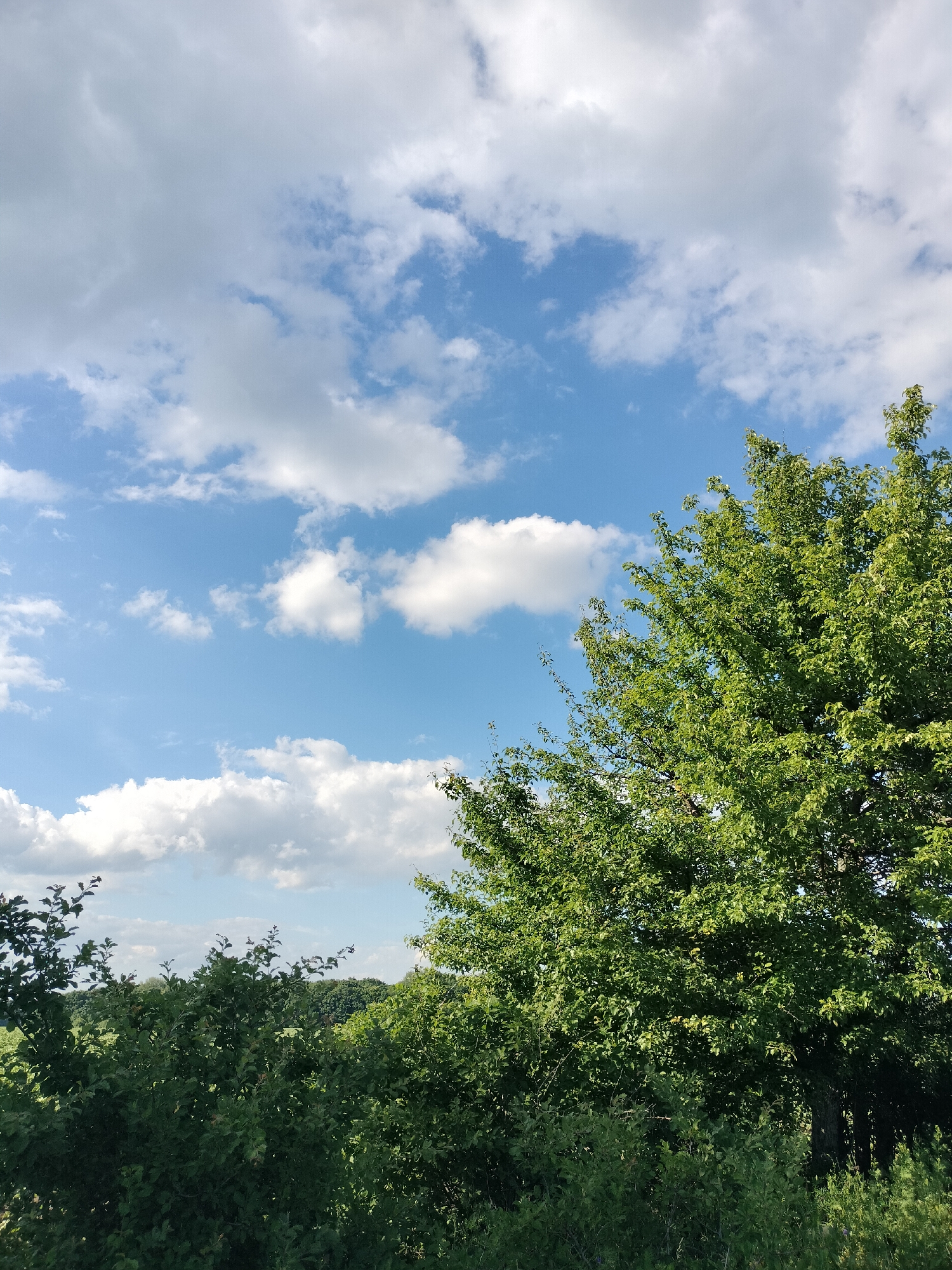 The image depicts a scenic view of the sky and lush greenery. A bright blue sky dominates the upper portion of the image, adorned with scattered white cumulus clouds. In the foreground and extending into the middle ground, a dense array of various green trees and bushes creates a verdant landscape. The foliage is thick and varied, suggesting a natural or park-like setting. The lighting indicates it is daytime, likely under sunny conditions with some cloud cover. This scene is located in the city of Lykhove, Ukraine.