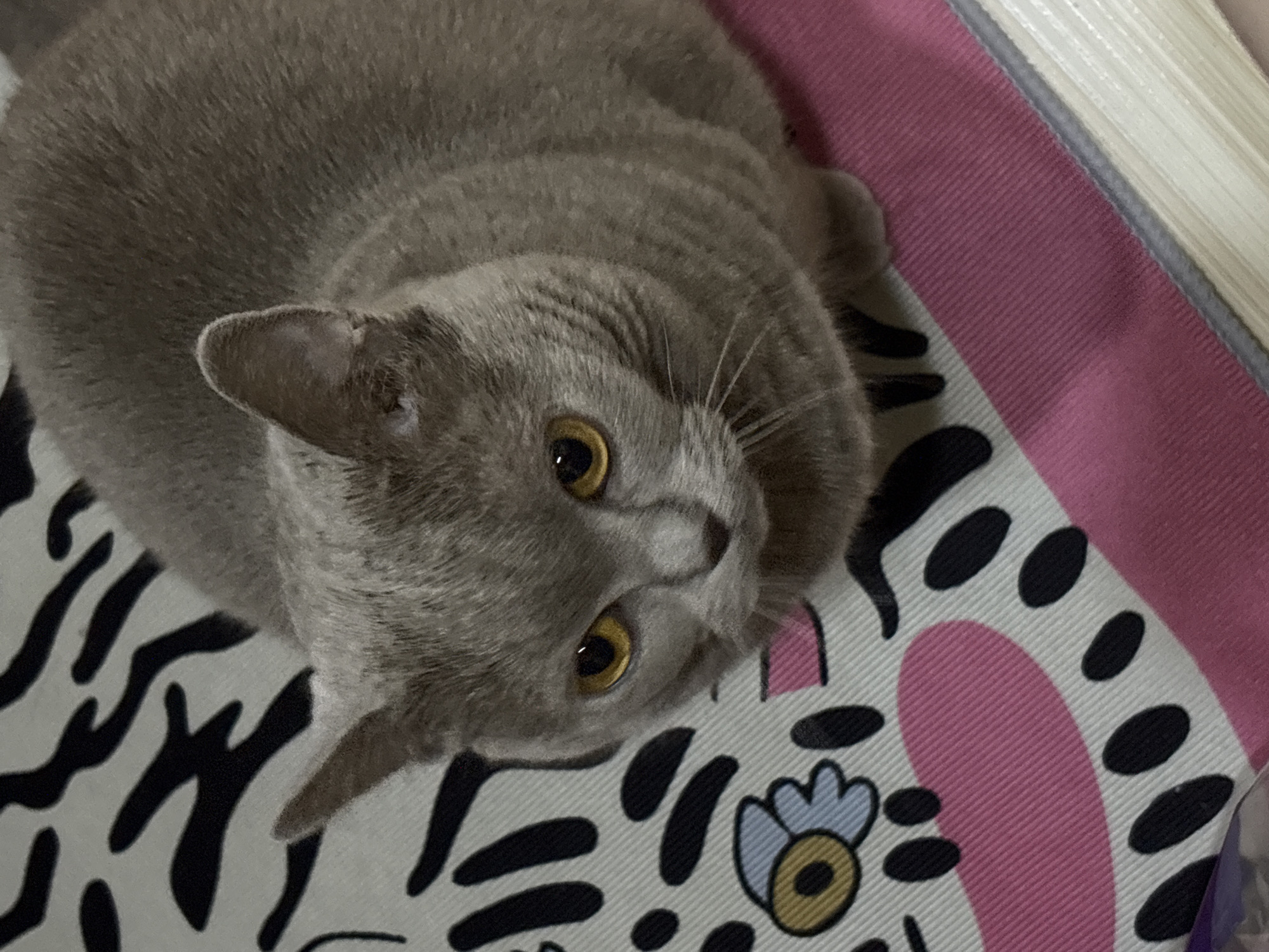 A gray cat with golden eyes is lying on a patterned surface. The pattern consists of black and white zebra stripes, a pink shape with black dots, and a blue and yellow flower. A pink and grey striped surface is visible in the upper right corner. The location is not discernible from the image.
