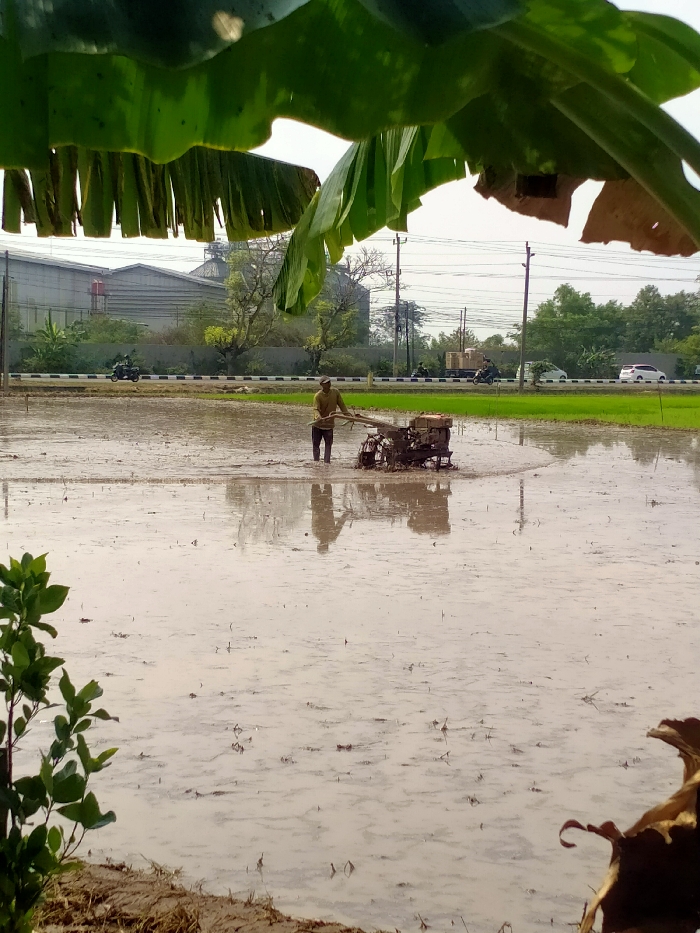 The image captures an agricultural landscape in Duyungan, Indonesia, featuring a flooded rice field under an overcast sky. In the mid-ground, a lone adult male is operating a two-wheeled hand tractor, or power tiller, through the shallow, muddy water, actively cultivating the field. The man, dressed in a light-colored long-sleeved shirt and dark trousers, is standing in the water with his reflection visible on the surface.
Behind the rice field, a paved road with black and white barriers carries vehicular traffic, including a white car, a dark motorcycle, and a light-colored truck. Further in the background, a complex of industrial buildings is visible, characterized by large, gray, warehouse-like structures and at least one prominent silo. Utility poles and overhead power lines traverse the scene above the road and industrial structures. Green trees and dense foliage line the road and surround the buildings.
The immediate foreground is framed by large, verdant banana leaves at the top, and a smaller green plant rooted in an earthen bank on the lower left. The water in the rice field is murky brown, reflecting the bright sky and elements of the scene.