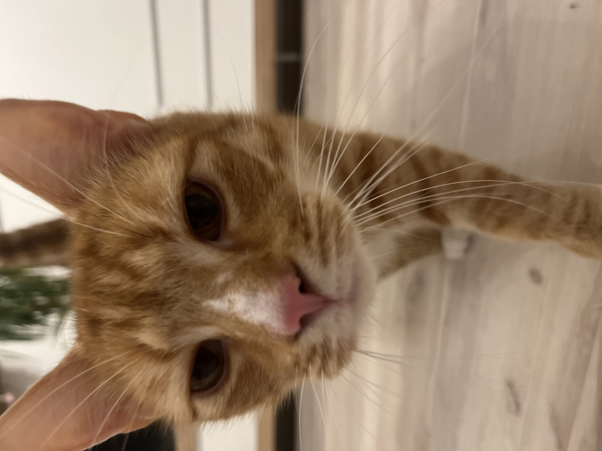 An extreme close-up shot focuses on the face of an orange tabby cat. The cat is positioned at eye level, looking directly at the camera. Its ears are alert and pointed upwards. The cat has dark brown eyes and a pink nose with a white patch above it. Long white whiskers extend outwards from its face. The cat's fur is striped with various shades of orange and brown. Its body is slightly blurred, indicating movement or shallow depth of field. The background is out of focus, showing a light-colored floor and a hint of vertical lines that could be part of a wall or furniture. The lighting is soft, with no harsh shadows. The image does not provide any information about the city of Zabrze, Poland, as it depicts an indoor domestic scene.