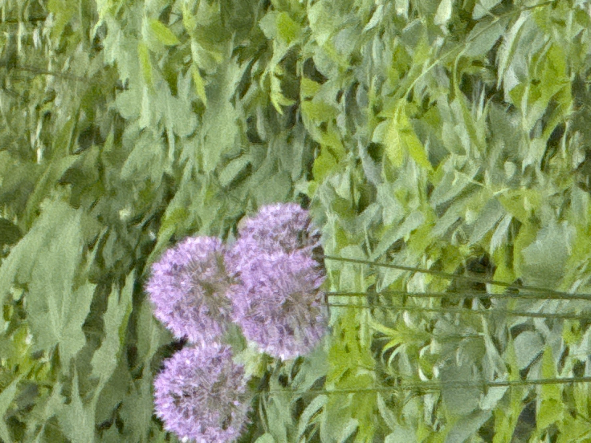 The image shows a close-up view of three purple Allium flowers against a backdrop of green foliage. The scene is a garden setting, and the location, though not explicitly shown in the image, can be specified as Moscow, Russia, based on the prompt's request. The plants appear healthy and well-maintained.