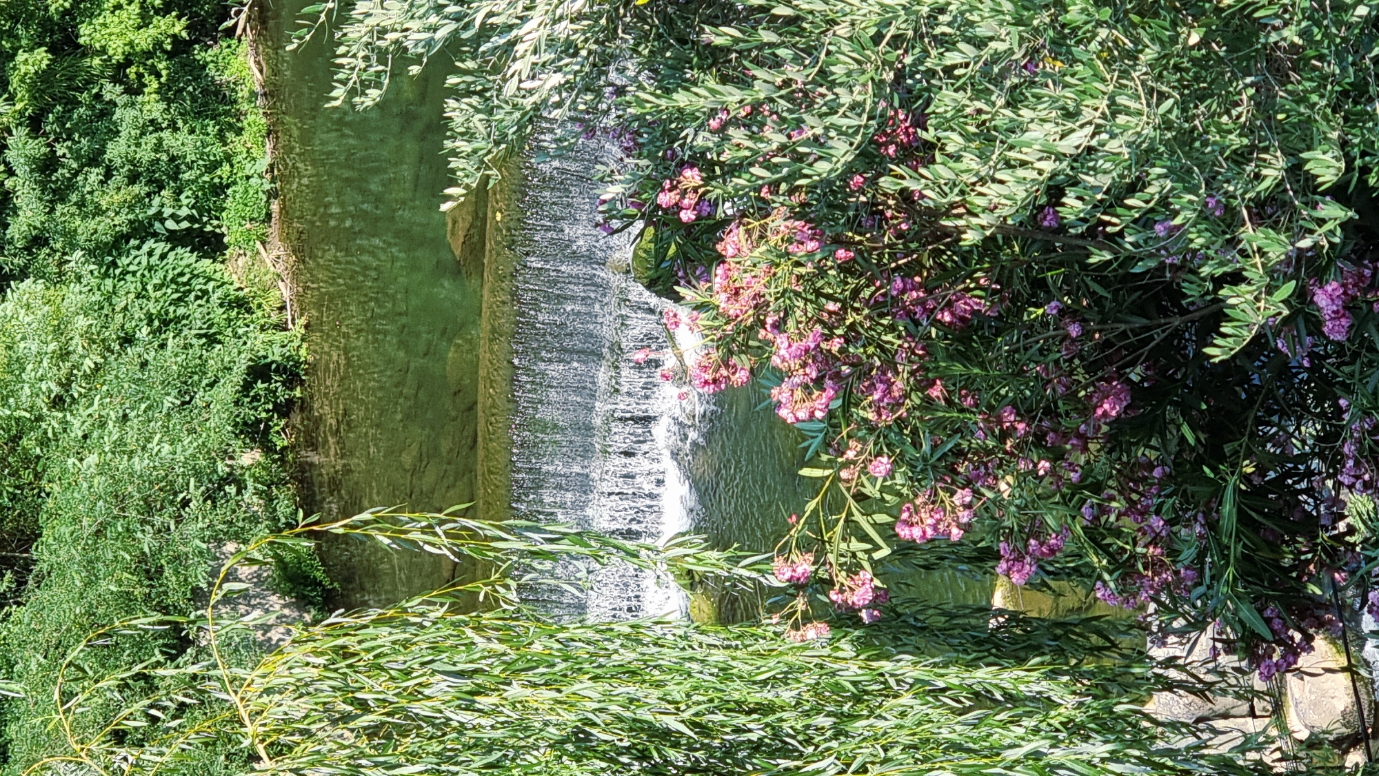 The image depicts a serene natural scene of a waterfall in a body of water, likely a river. Lush green foliage, including weeping willow branches and flowering bushes with pink blossoms, frames the foreground and midground. A dense wall of green vegetation rises from the far bank of the water. The waterfall cascades over a series of rocky ledges, creating a textured curtain of white water against the calmer, greenish water below. The scene appears to be in an outdoor environment, possibly a park or natural reserve, with ample sunlight illuminating the vegetation and water. The image is taken from an elevated perspective, looking down towards the waterfall. While the location is specified as La Canya, Spain, the image itself does not contain any explicit identifiers of this location.