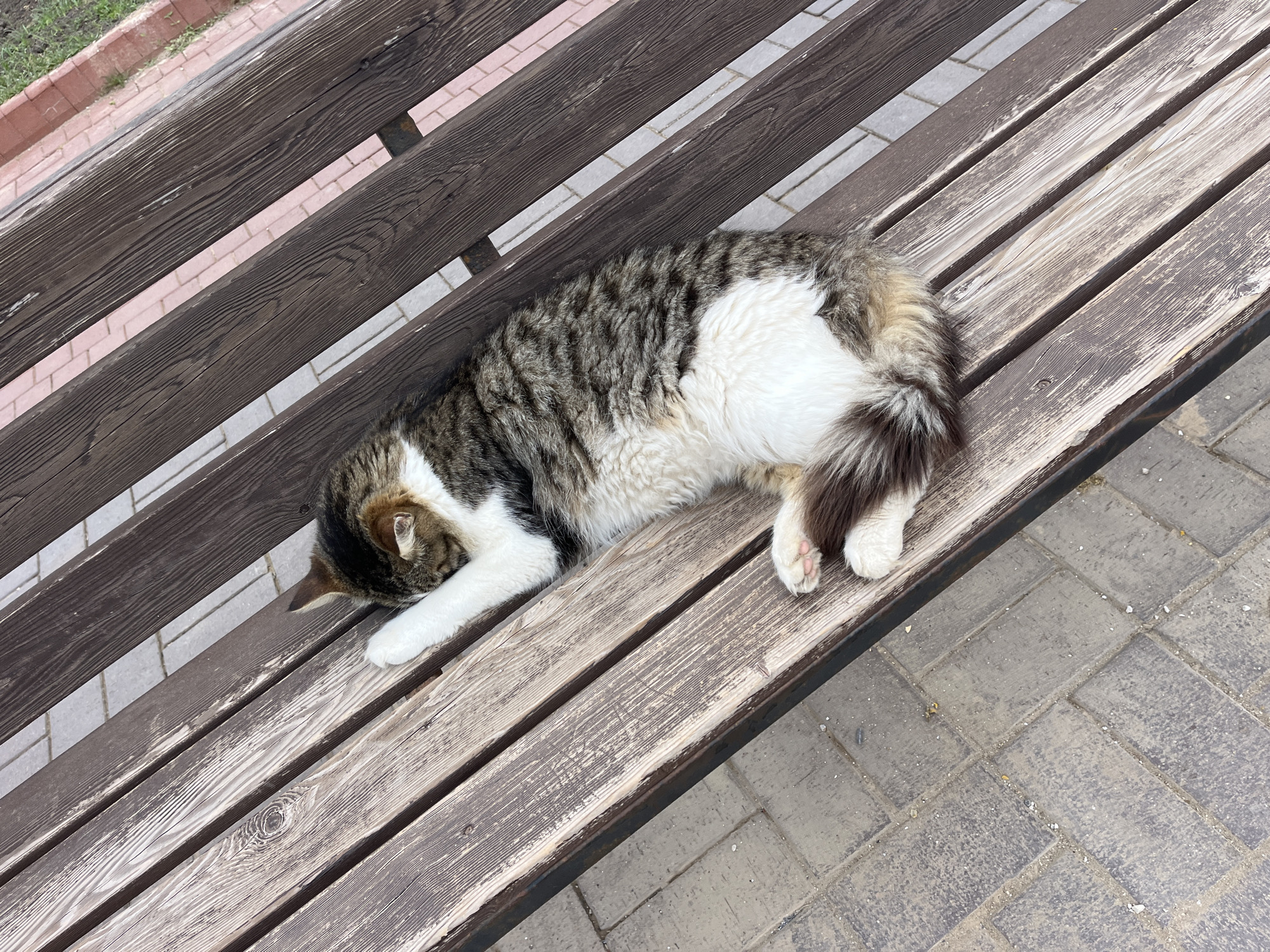 A cat is sleeping on a wooden bench. The cat has a mixed pattern of grey, brown, and white fur. Its head is tucked down, and its paws are extended. The bench is made of weathered wood. The area around the bench is paved with grey brick.
