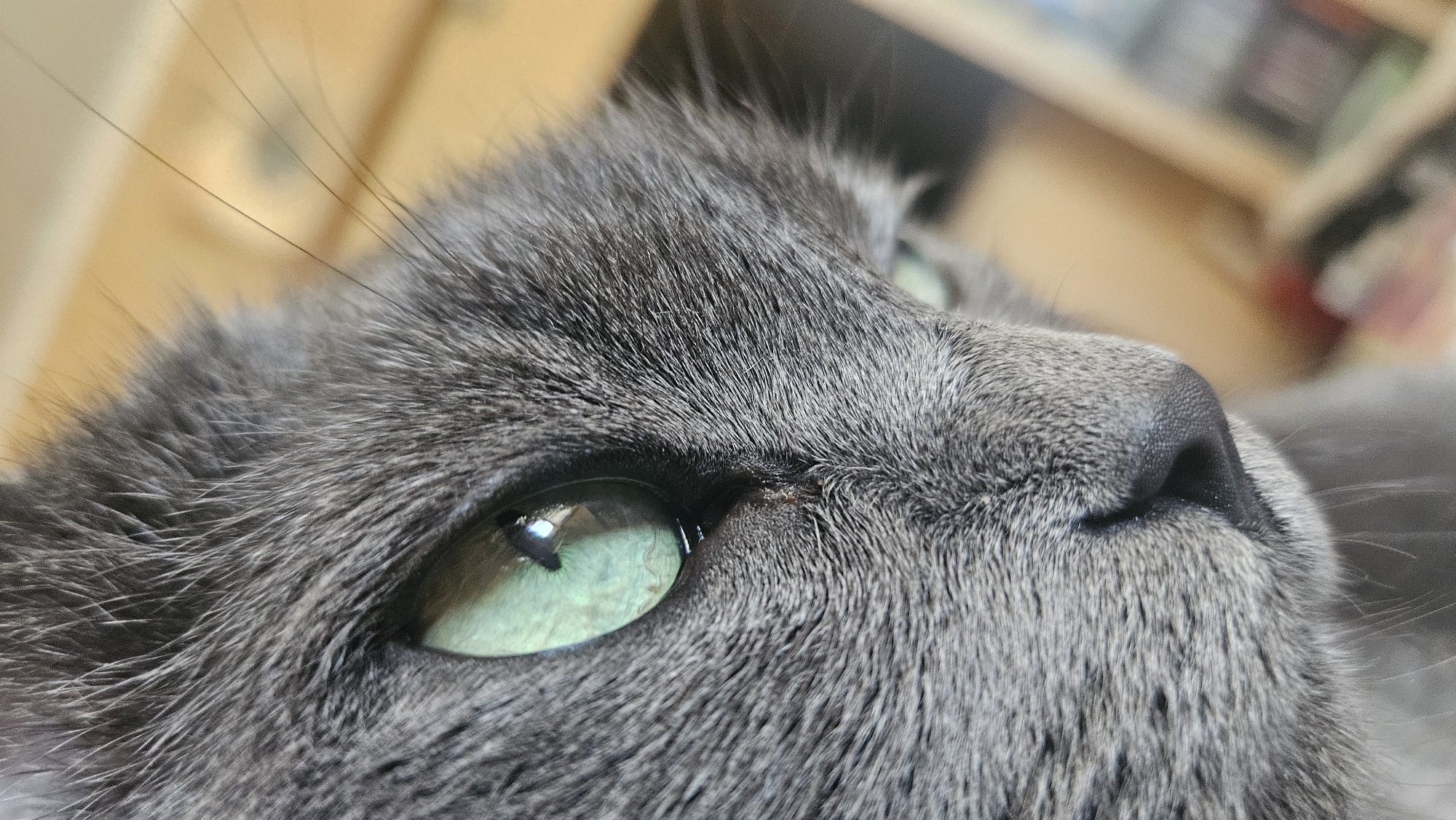 A close-up, macro photograph captures the side profile of a grey cat's face, focusing on its left eye. The cat's fur is dense and short, with visible individual hairs. The dominant feature is the cat's eye, which is a striking green color with a black pupil. The iris exhibits intricate patterns and reflections, suggesting a bright environment. The cat's nose is dark and moist, and its whiskers are visible. The background is blurred, with warm, earthy tones, hinting at an indoor setting. There are no indications of the city of Krasnodar, Russia, or any specific location within it. The image is a still portrait of a feline subject.